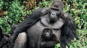 Booking a Gorilla permit for Mgahinga 