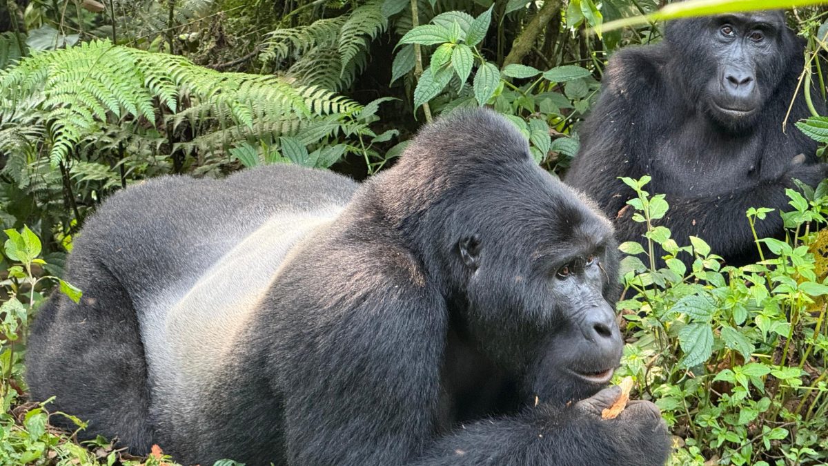 Gorilla Trekking in Rwanda -Volcanoes National Park
