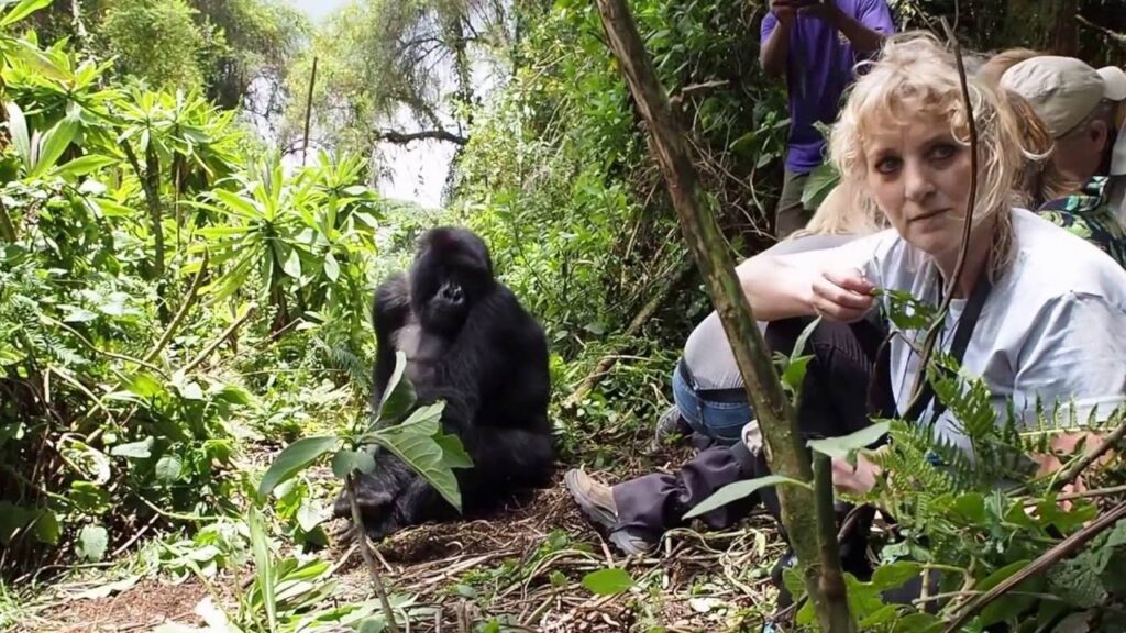Guests rave about their life-changing experiences with Pieland Gorilla Safaris. James & Rachel from Australia were amazed by the knowledgeable guides and seamless service, saying, “From the moment we landed, Pieland made everything easy. The trek was challenging yet rewarding, and spending time with the gorillas was beyond what we imagined.” Similarly, Sophia from Canada was impressed by the conservation efforts, stating, “I felt like I was contributing to real wildlife protection. The trek was challenging but incredibly rewarding. The guides were not only experts but passionate about both gorilla protection and the community.”