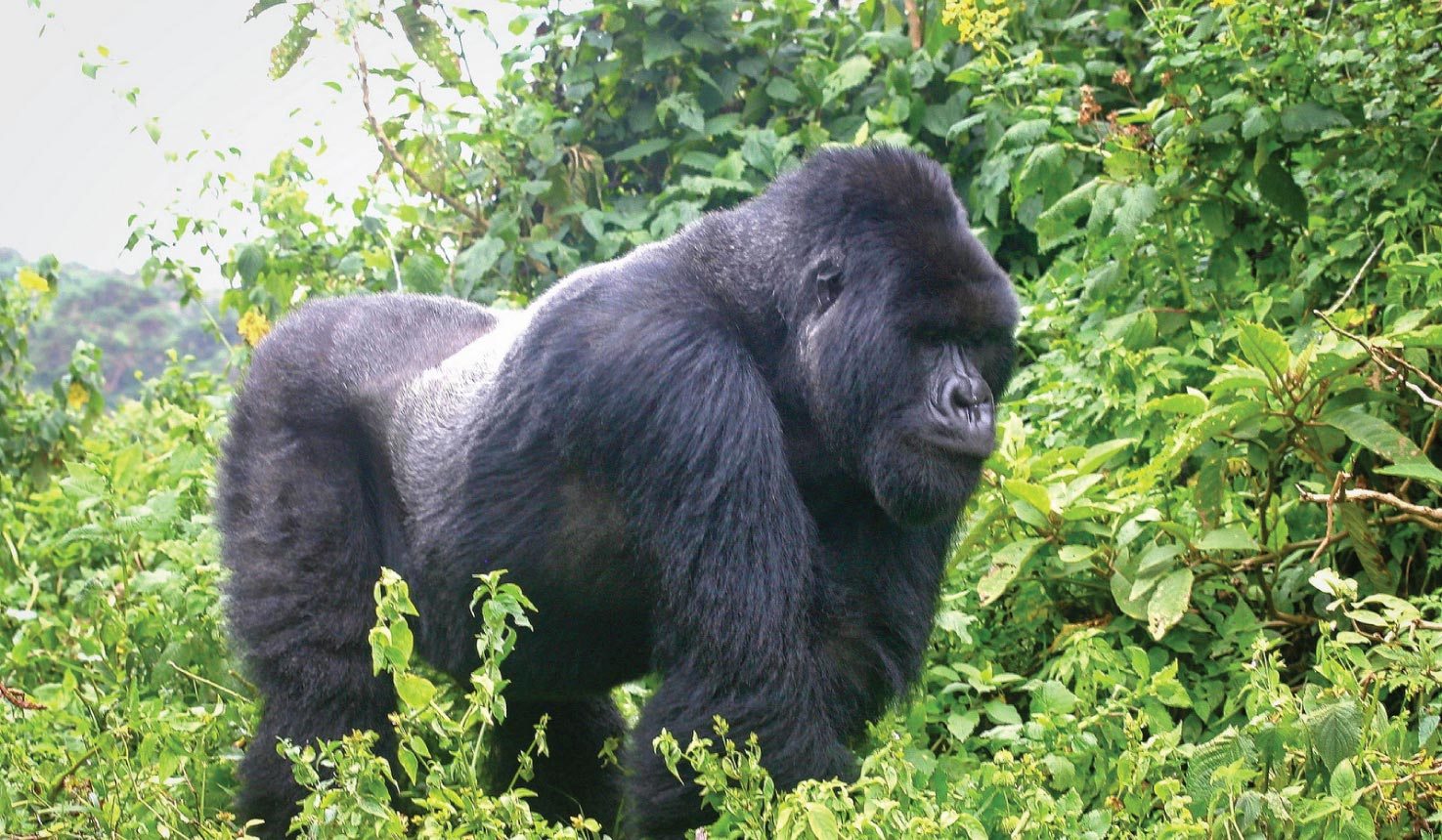 Gorilla safari in Mgahinga National Park