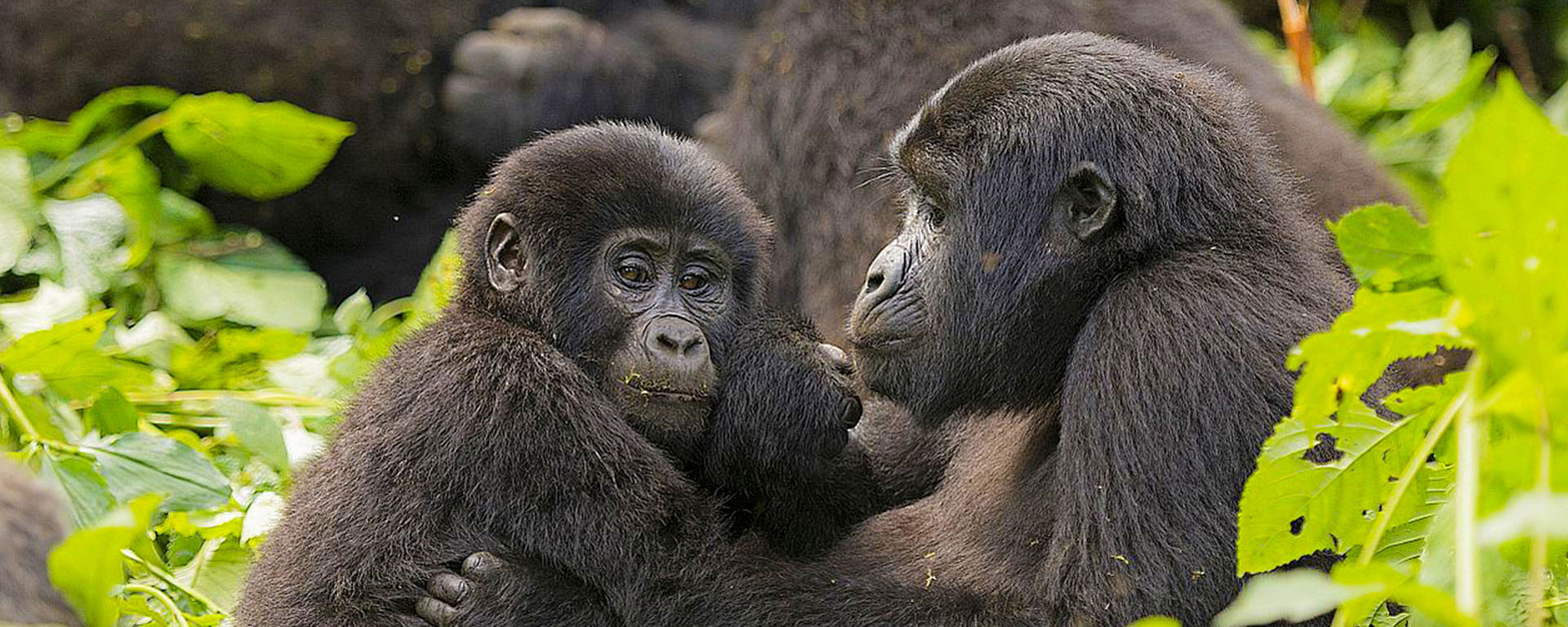 Gorilla trekking in Bwindi Impenetrable National Park