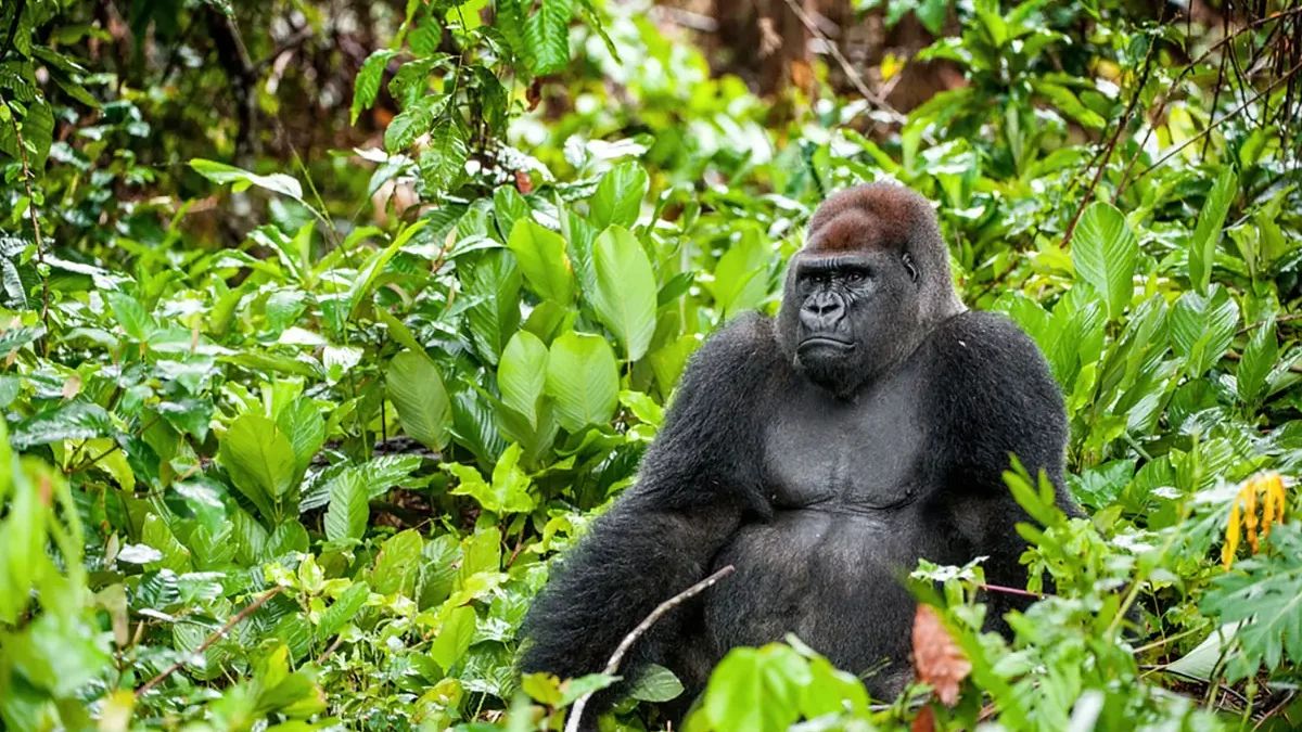 Gorilla trekking in DR Congo