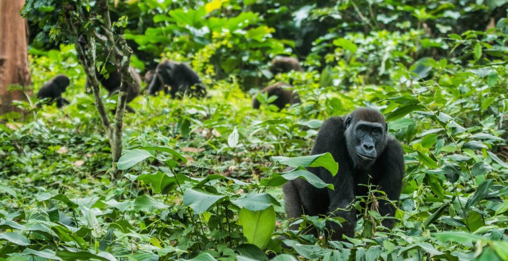 Gorilla Trekking in Odzala Kokoua National Park