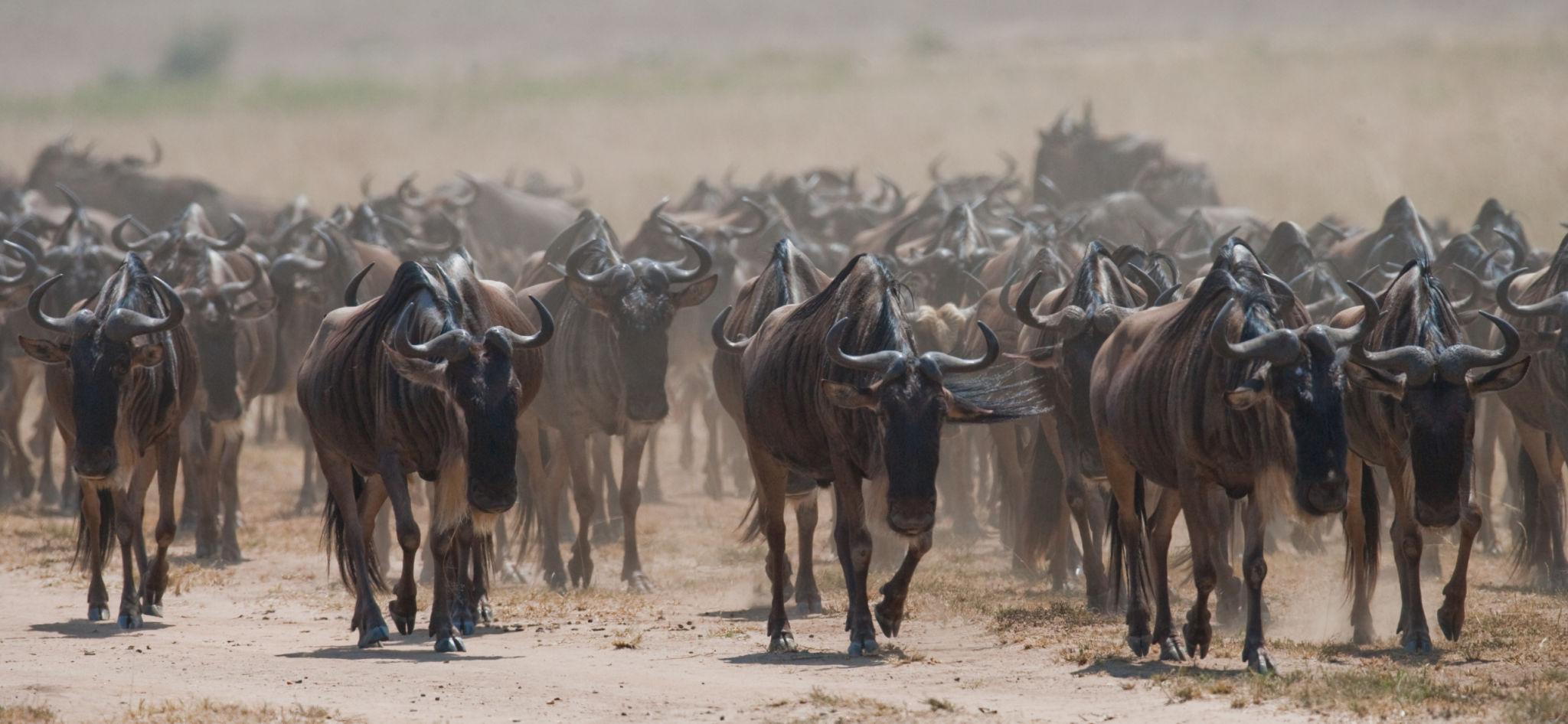 At its core, What Makes the Great Migration So Unique is the extraordinary instinct that drives it. These animals navigate vast distances across unfamiliar terrain without maps or guidance, relying entirely on natural cues and inherited behavior.
