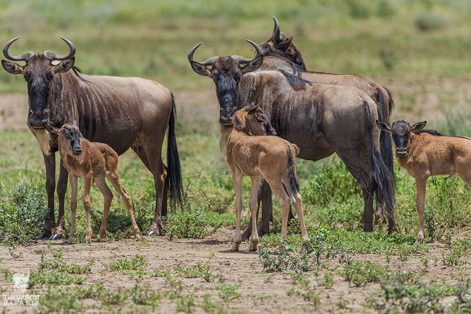 A more gentle yet equally powerful element of What Makes the Great Migration So Unique is the calving season, which takes place primarily in the southern plains of the Serengeti National Park.
