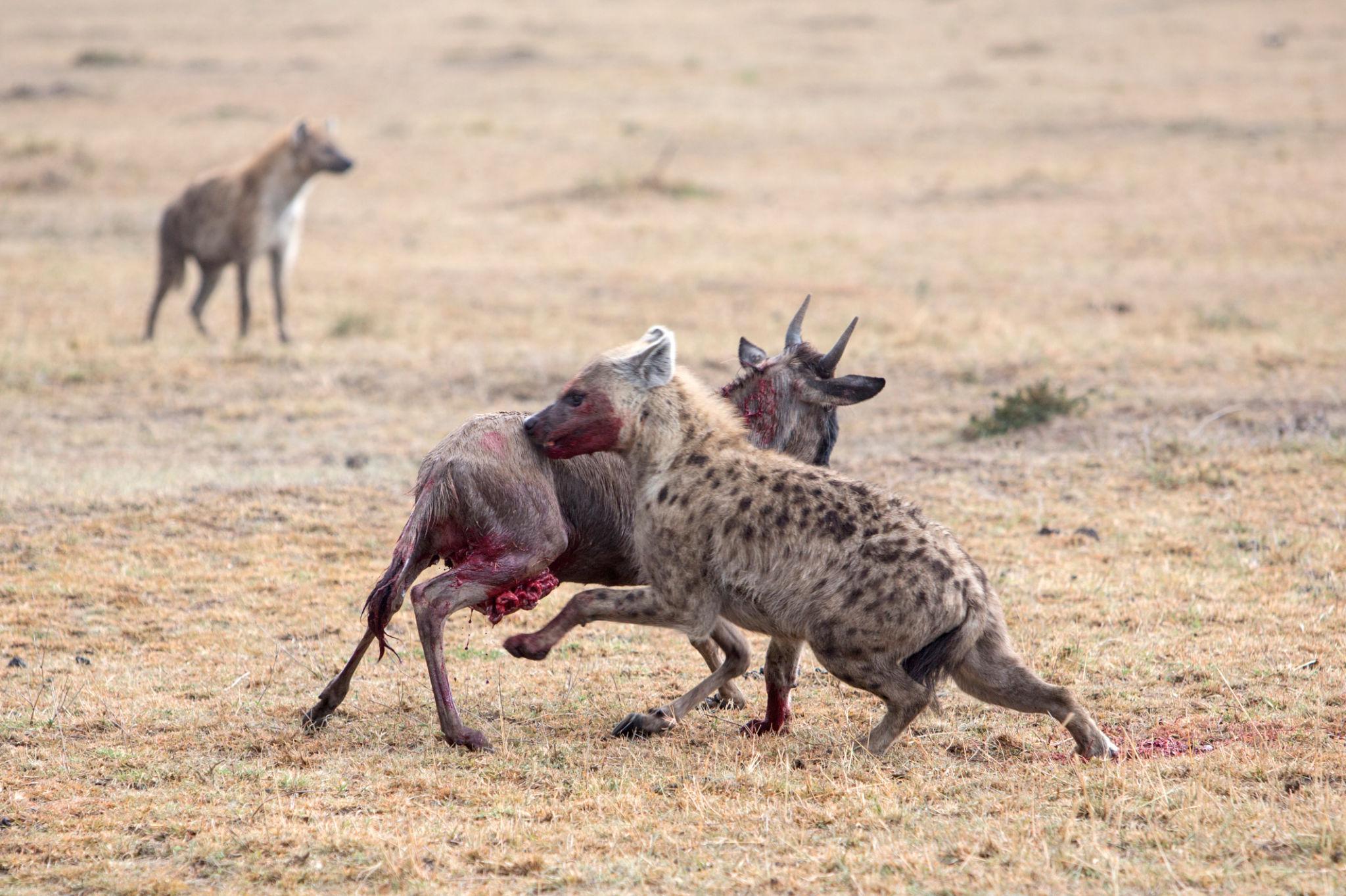For many travelers, witnessing Predator vs Prey can be both thrilling and emotionally intense. It is a powerful reminder that the wild operates under its own natural laws.
