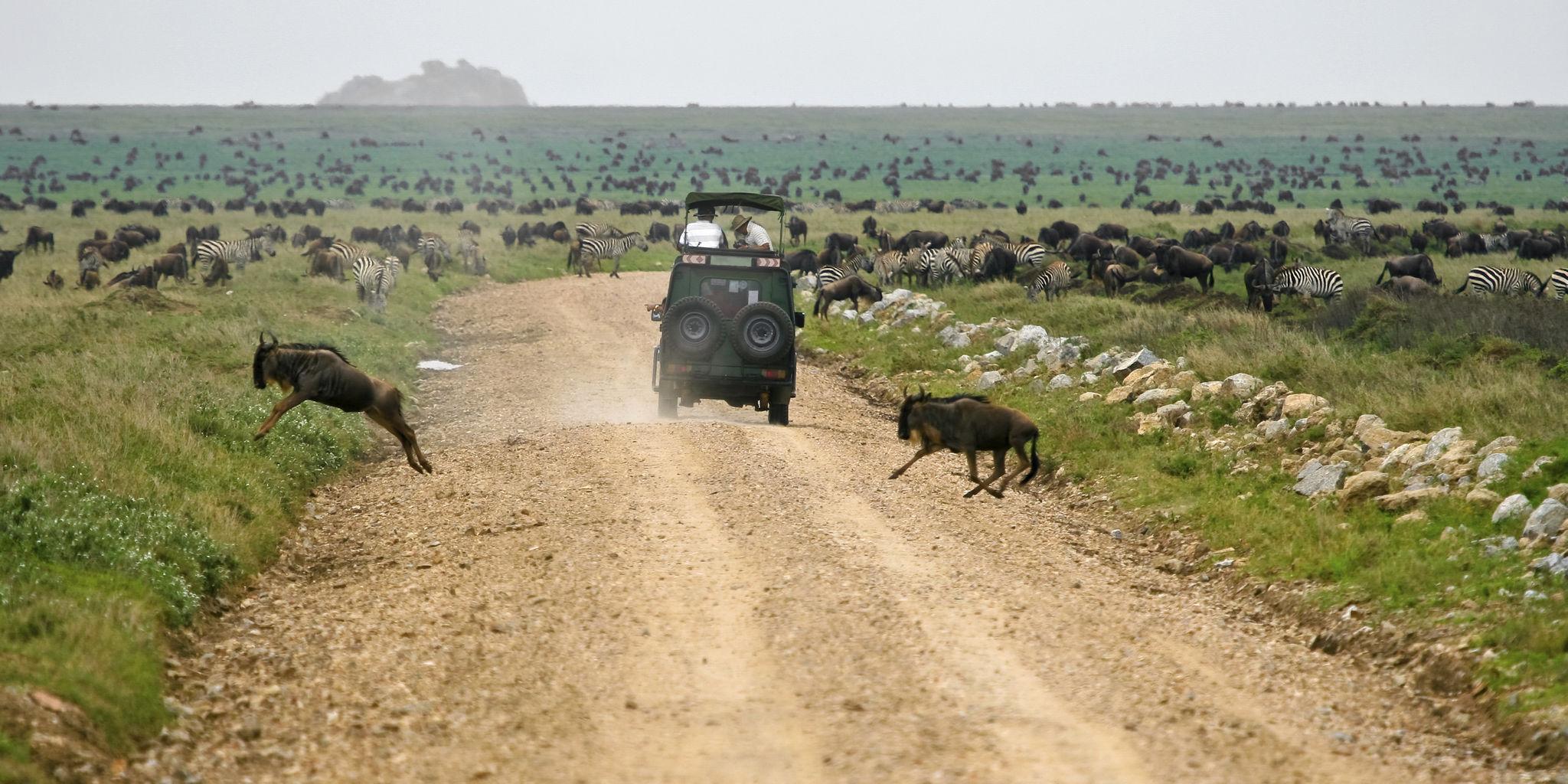 At Pieland Gorilla Safaris, we specialize in designing immersive wildlife experiences across East Africa, tailored to match the timing and highlights of the migration.
