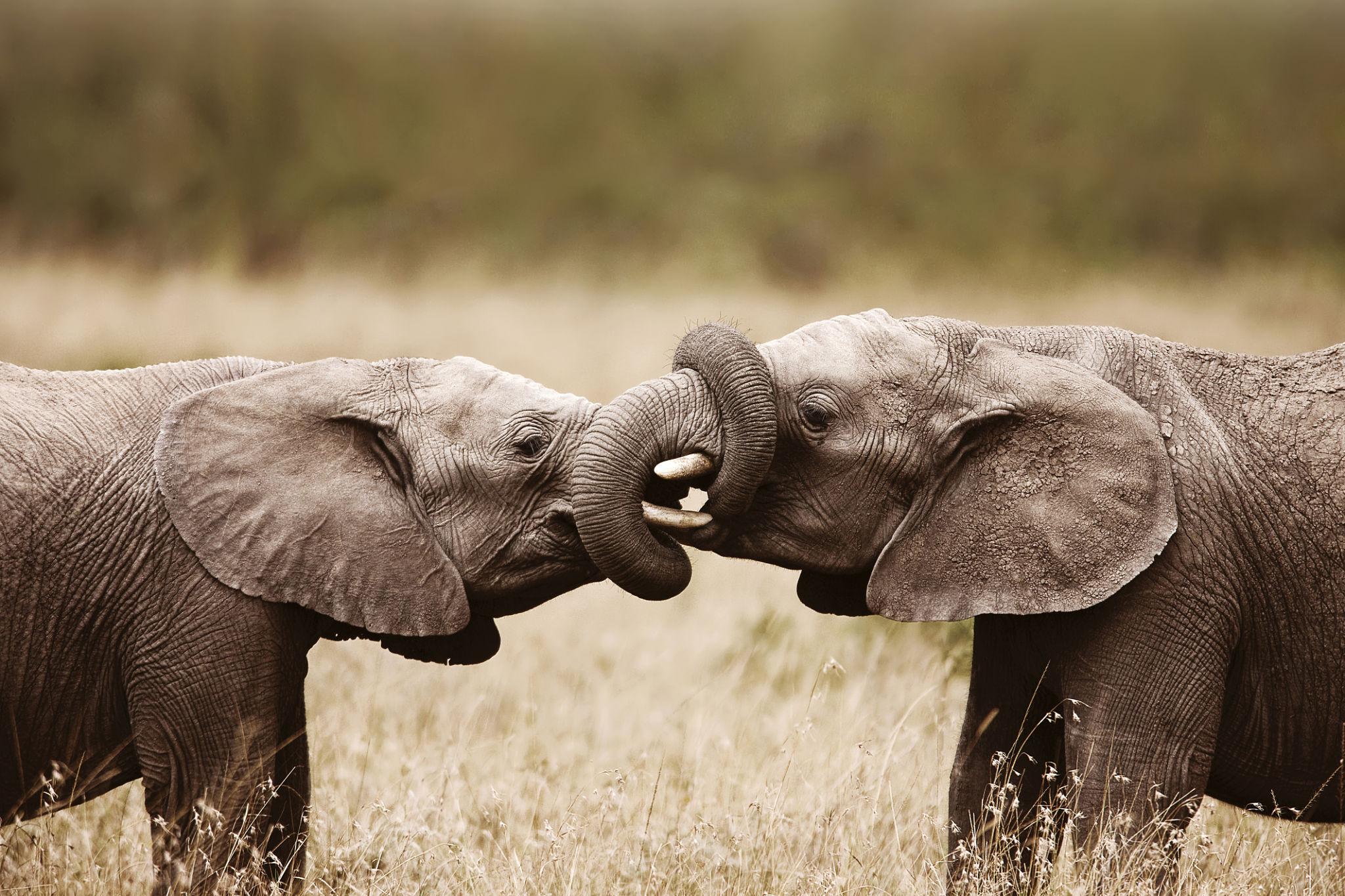 Another essential element of How Elephants Communicate is body language, which plays a critical role in close-range interactions. Elephants rely heavily on visual cues to express intentions, emotions, and warnings, often without making a sound.
