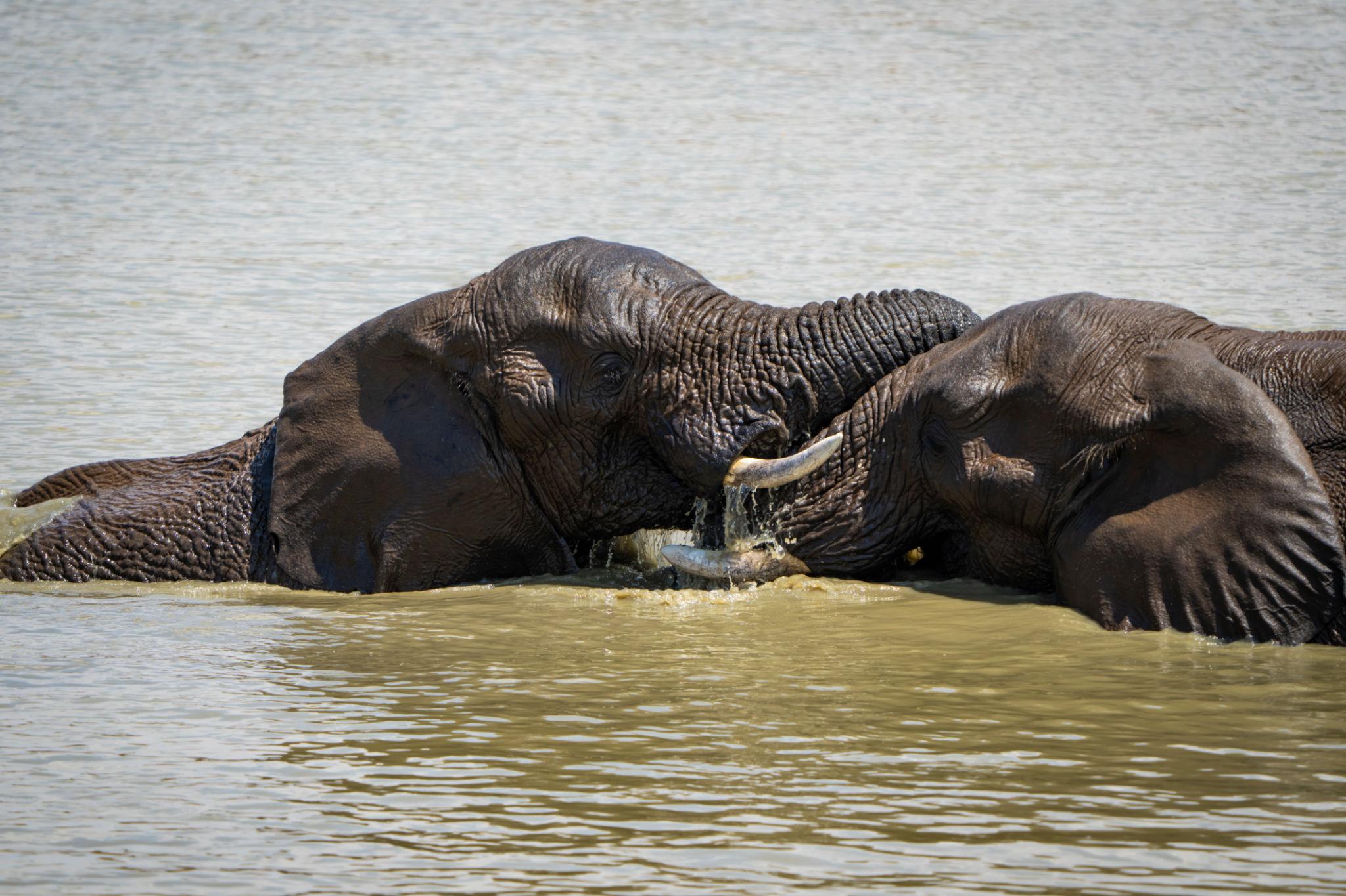 Across iconic African destinations like Amboseli National Park, Chobe National Park, and Queen Elizabeth National Park, elephants are constantly exchanging information using a wide range of signals.