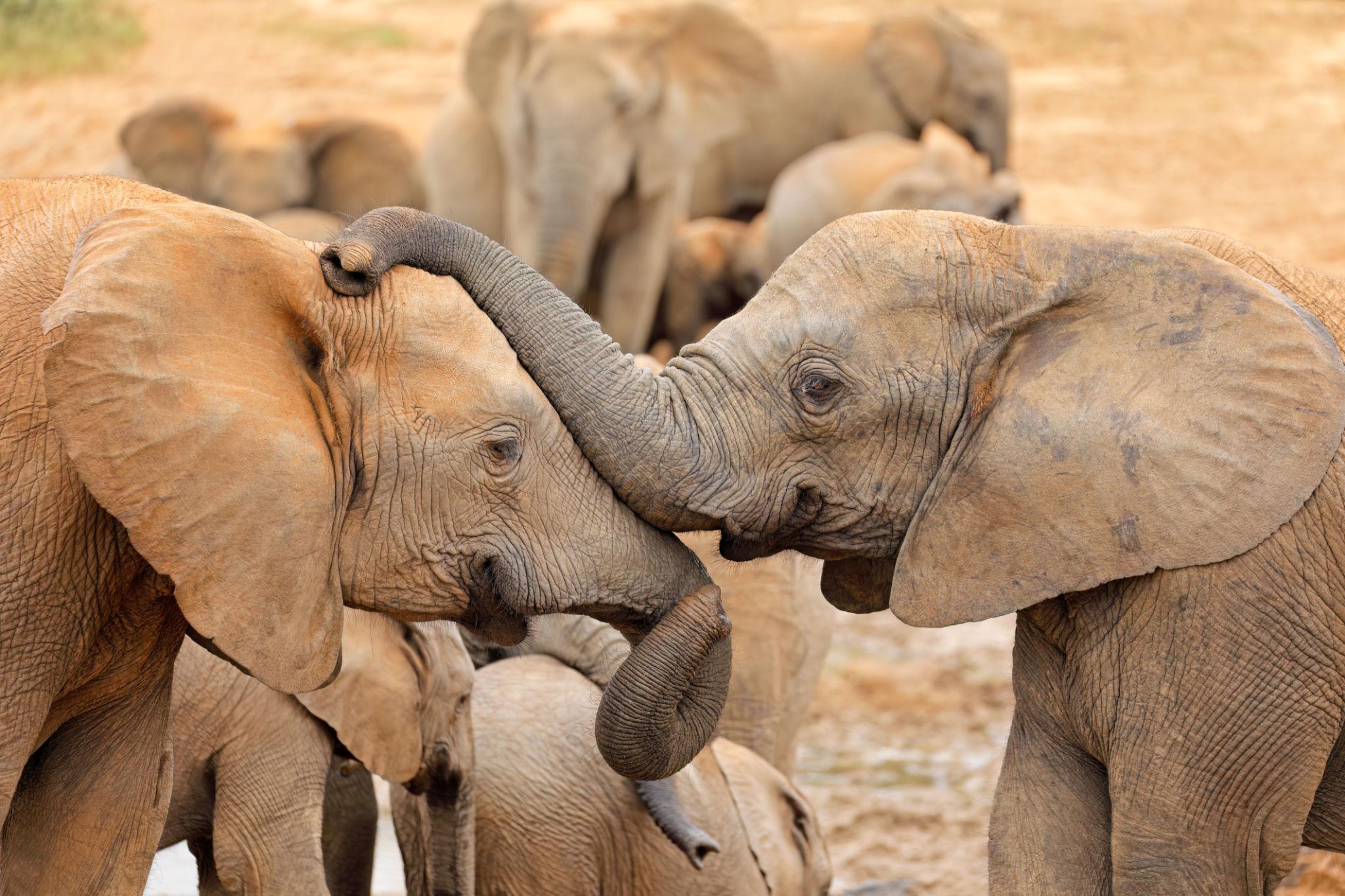 Touch is one of the most personal and immediate forms of interaction in How Elephants Communicate, especially within close family groups. Elephants use their trunks—highly sensitive and flexible appendages—to express a wide range of emotions and messages.