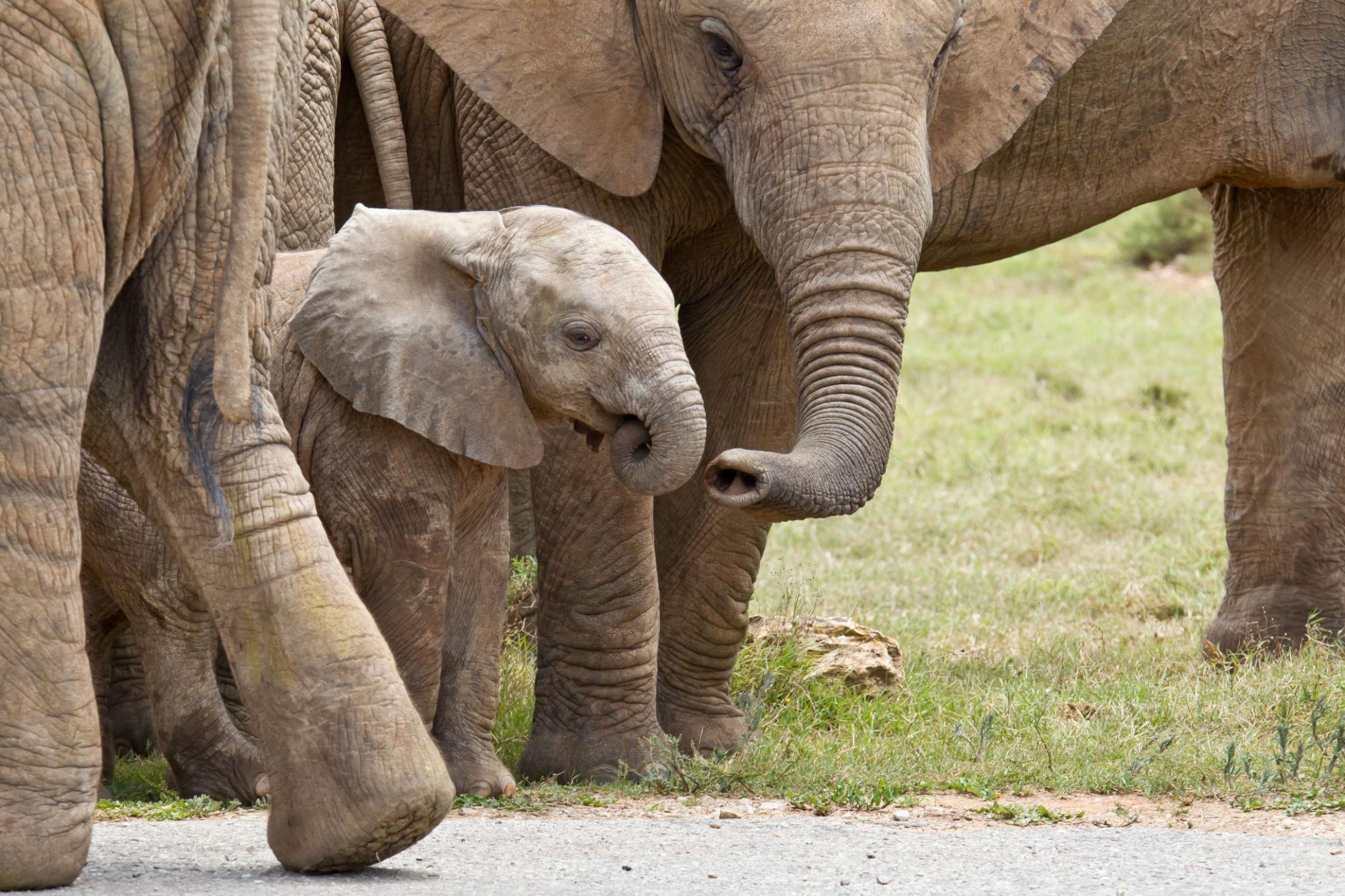 One of the most unique and advanced aspects of How Elephants Communicate is their ability to use seismic signals—essentially communicating through vibrations in the ground.