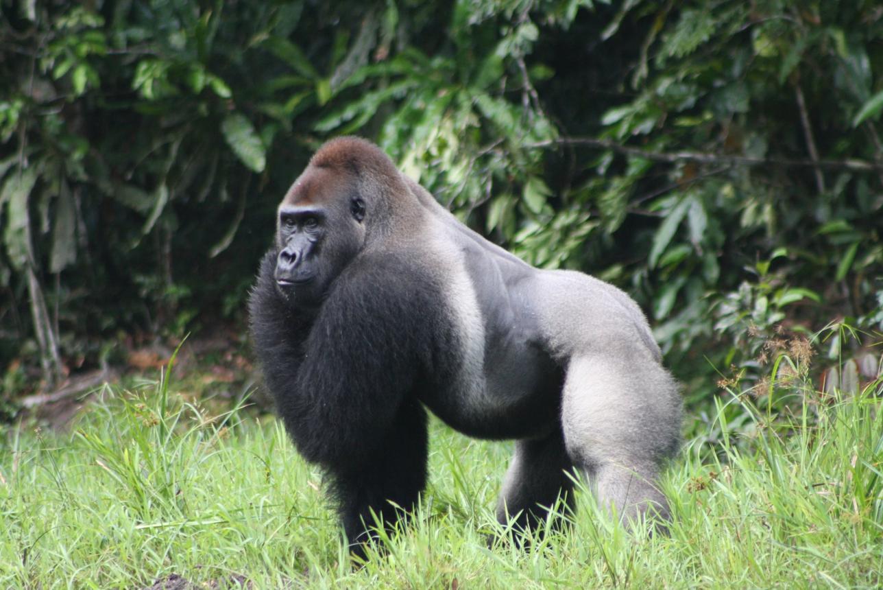 Lowland Gorilla in Kahuzi-Biega National Park