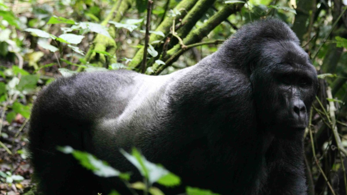 Kahuzi-Biega Gorilla Trekking . Pieland Gorilla Safaris 