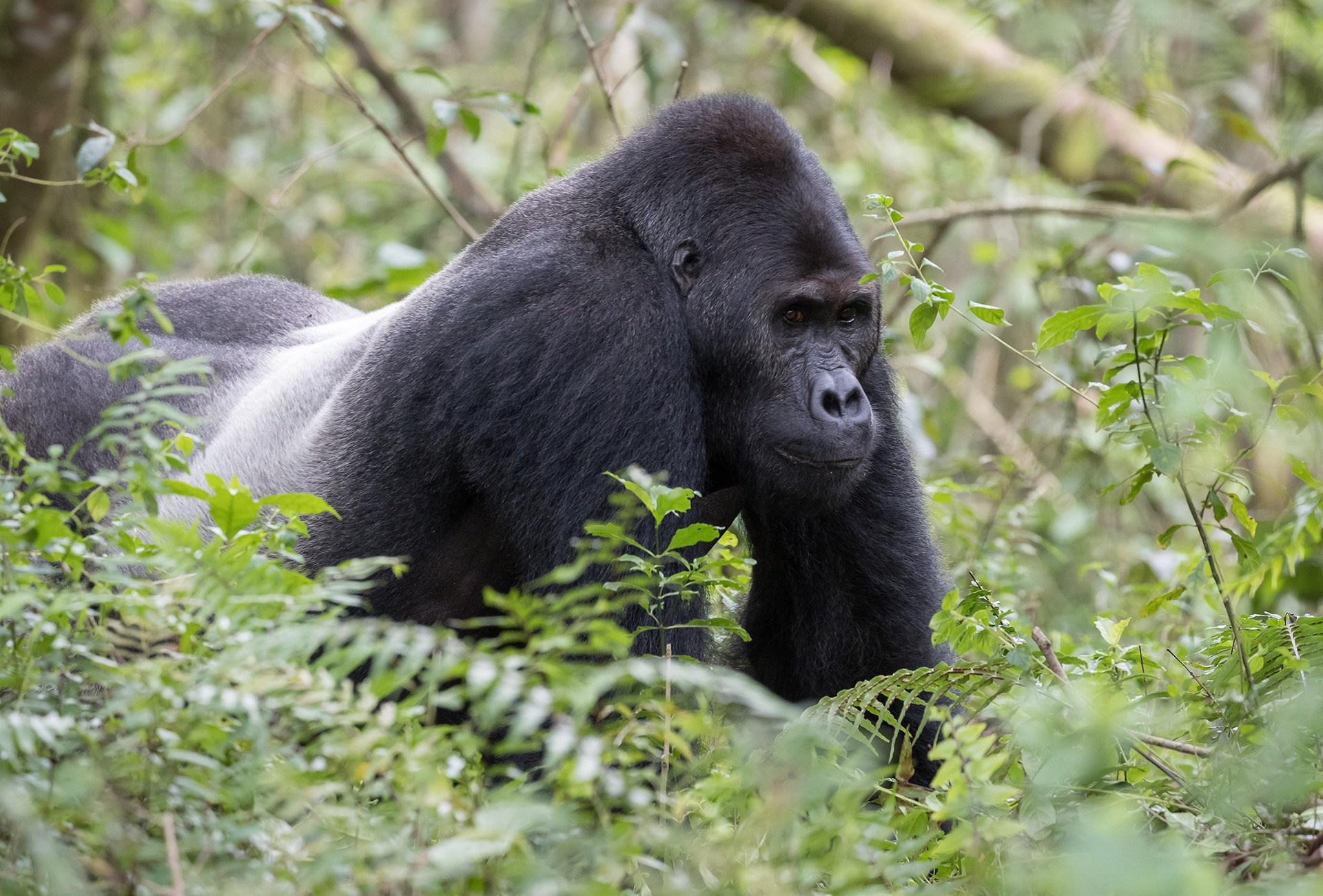 Gorilla trekking in DR Congo in Kauzi Biega