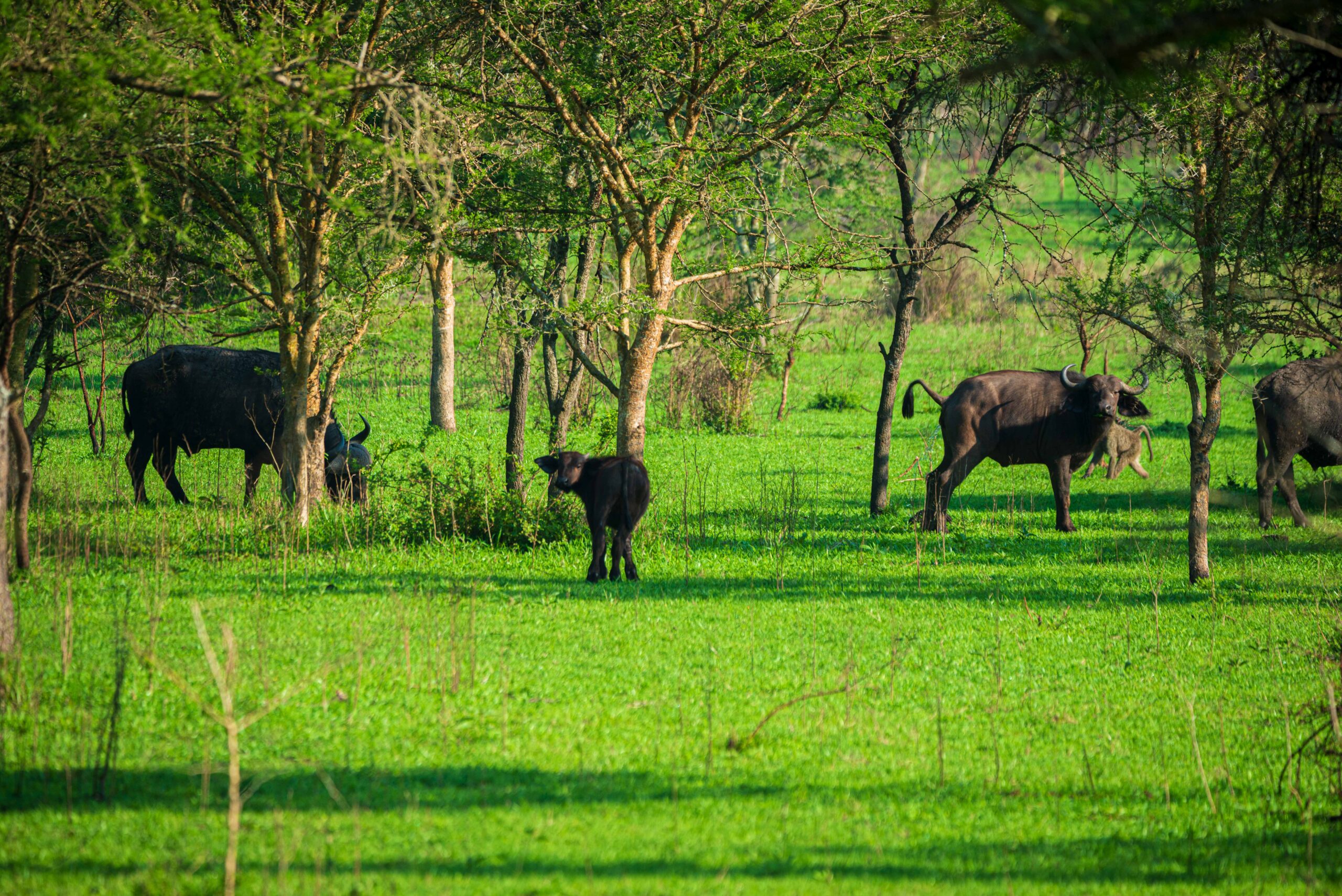 Choosing Uganda means choosing depth over speed. A First African Safari here is not about ticking off a list of animals—it’s about truly experiencing them.
