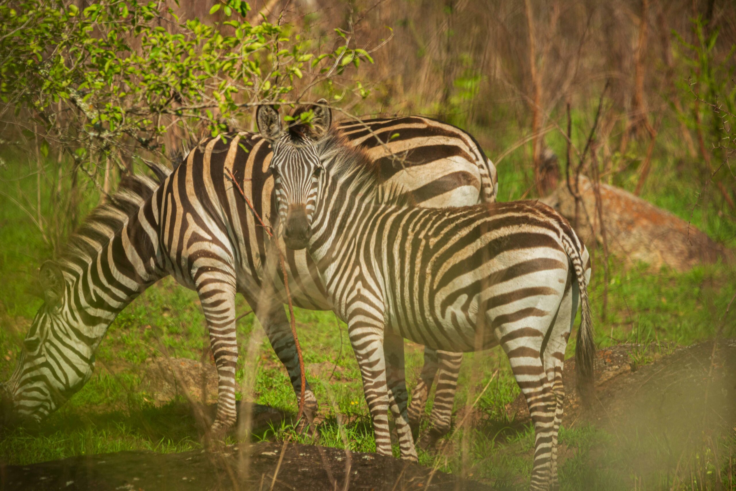 Listening to The Sounds of Africa at Night creates a powerful sense of immersion that is difficult to experience elsewhere.
