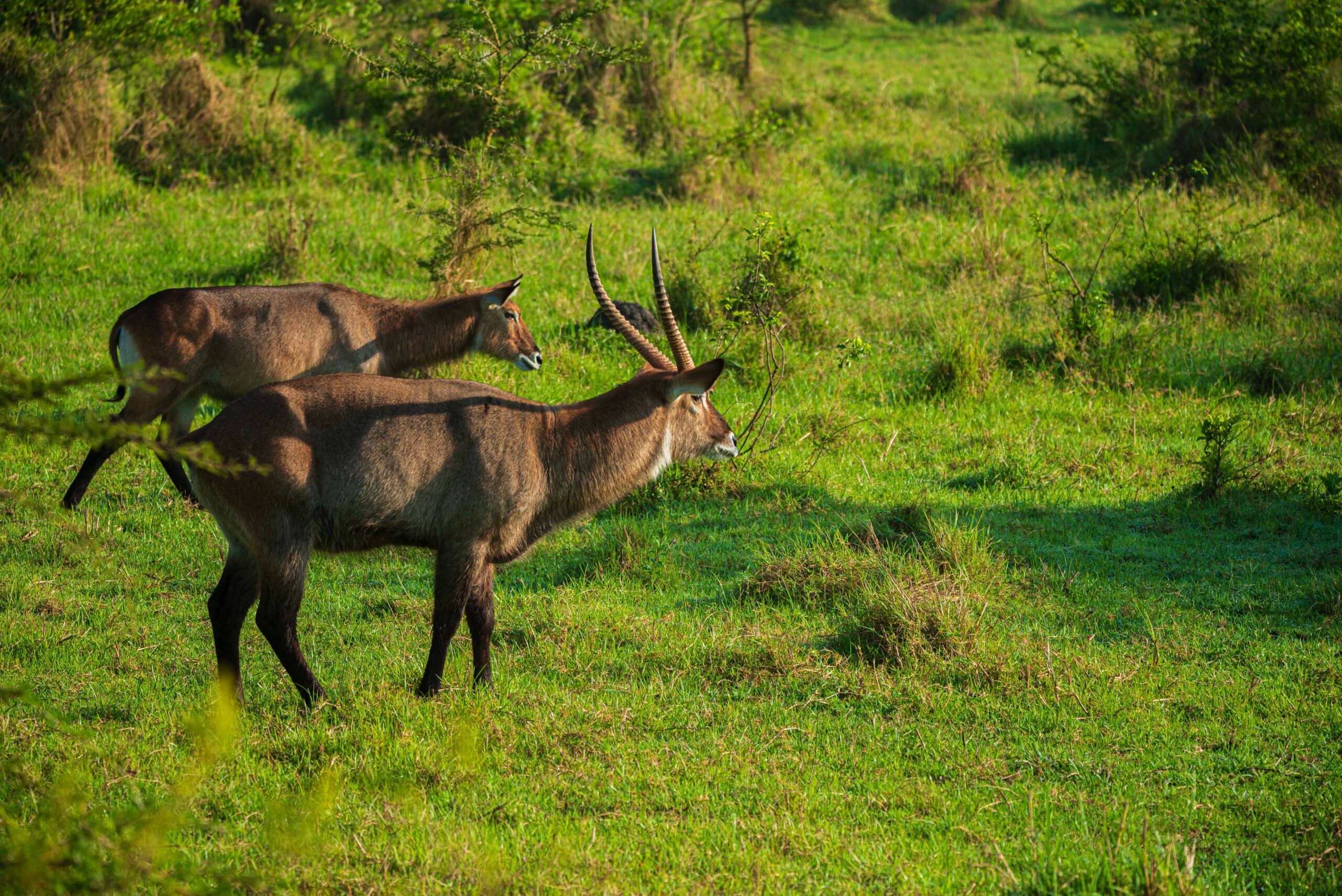 The emotional effect of The Sounds of Africa at Night often surprises travelers because it goes beyond what they expect from a safari experience.