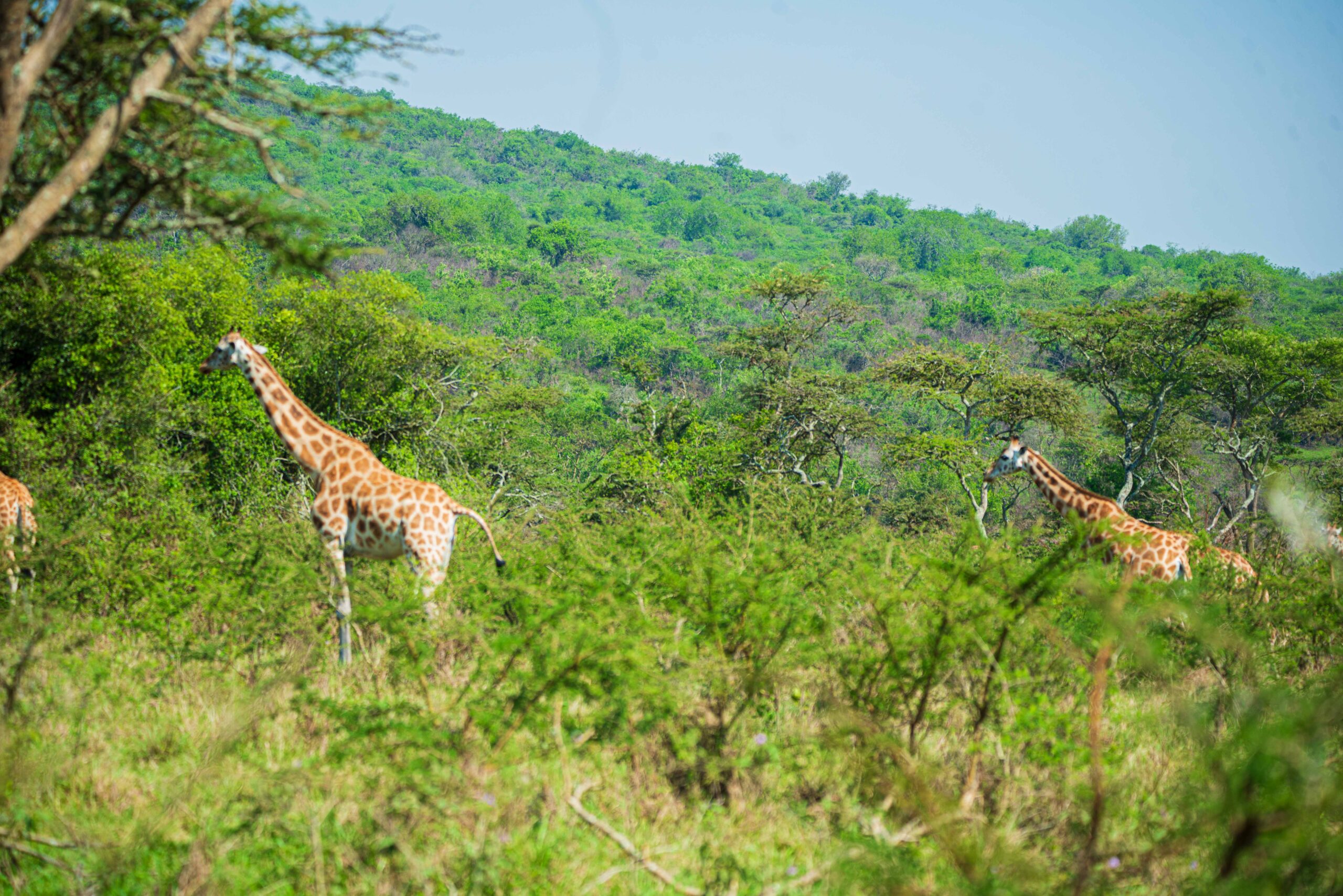 Planning your first safari is exciting. You imagine endless wildlife sightings, golden sunsets stretching across the horizon, and perfect moments unfolding one after another. But the truth is, What No One Tells You About Your First Safari is often what makes the experience even more powerful—and more real. 