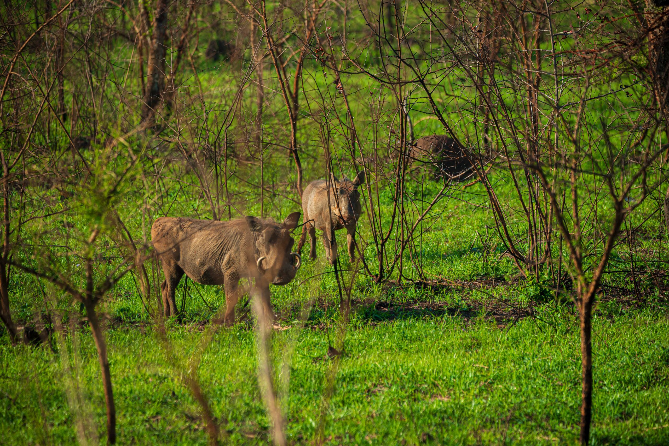 Accessibility is another key factor when comparing Namibia vs Botswana Safari Differences, as it shapes how easily travelers can move between destinations and how the overall journey feels.
