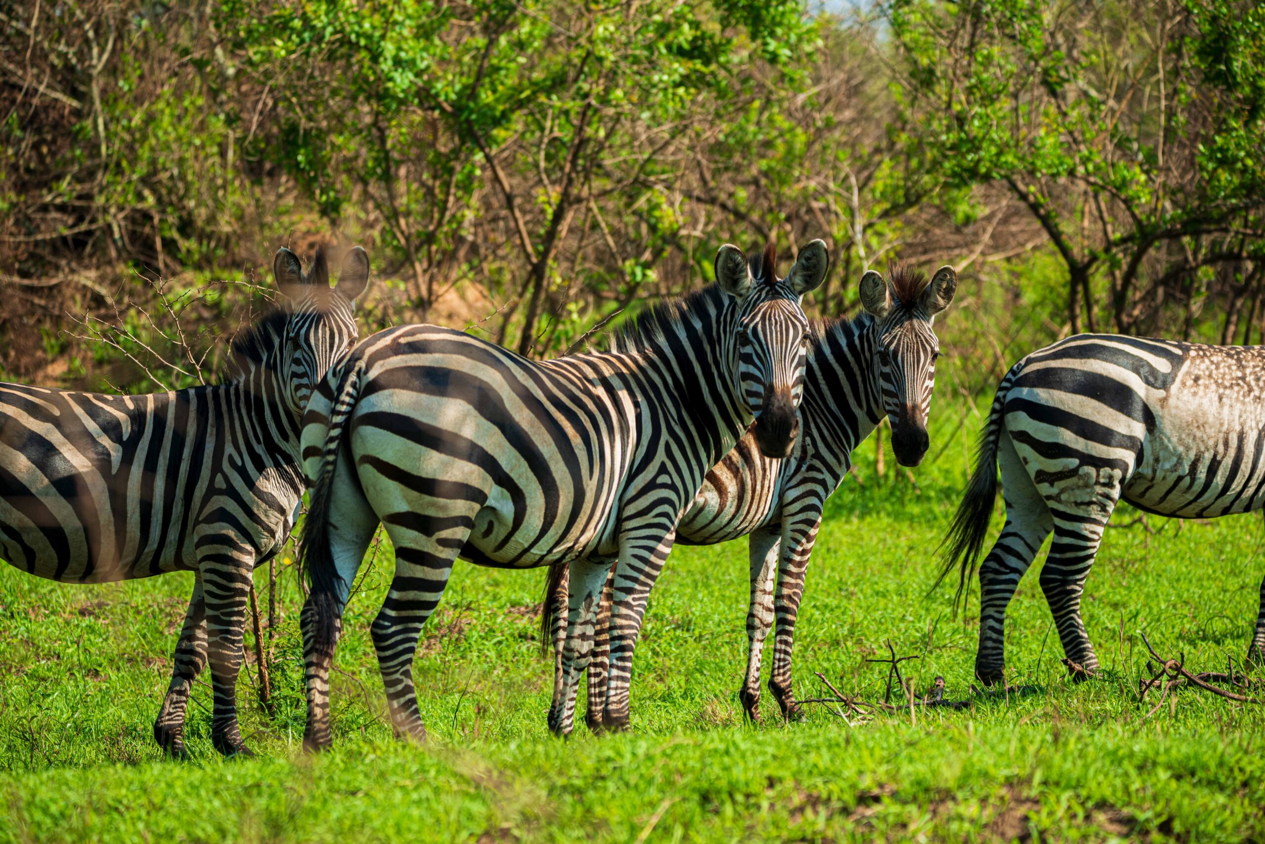 One of the greatest strengths of Tanzania Fly-In Safaris is the ability to connect multiple, diverse safari regions quickly and effortlessly, creating a seamless and highly rewarding itinerary.