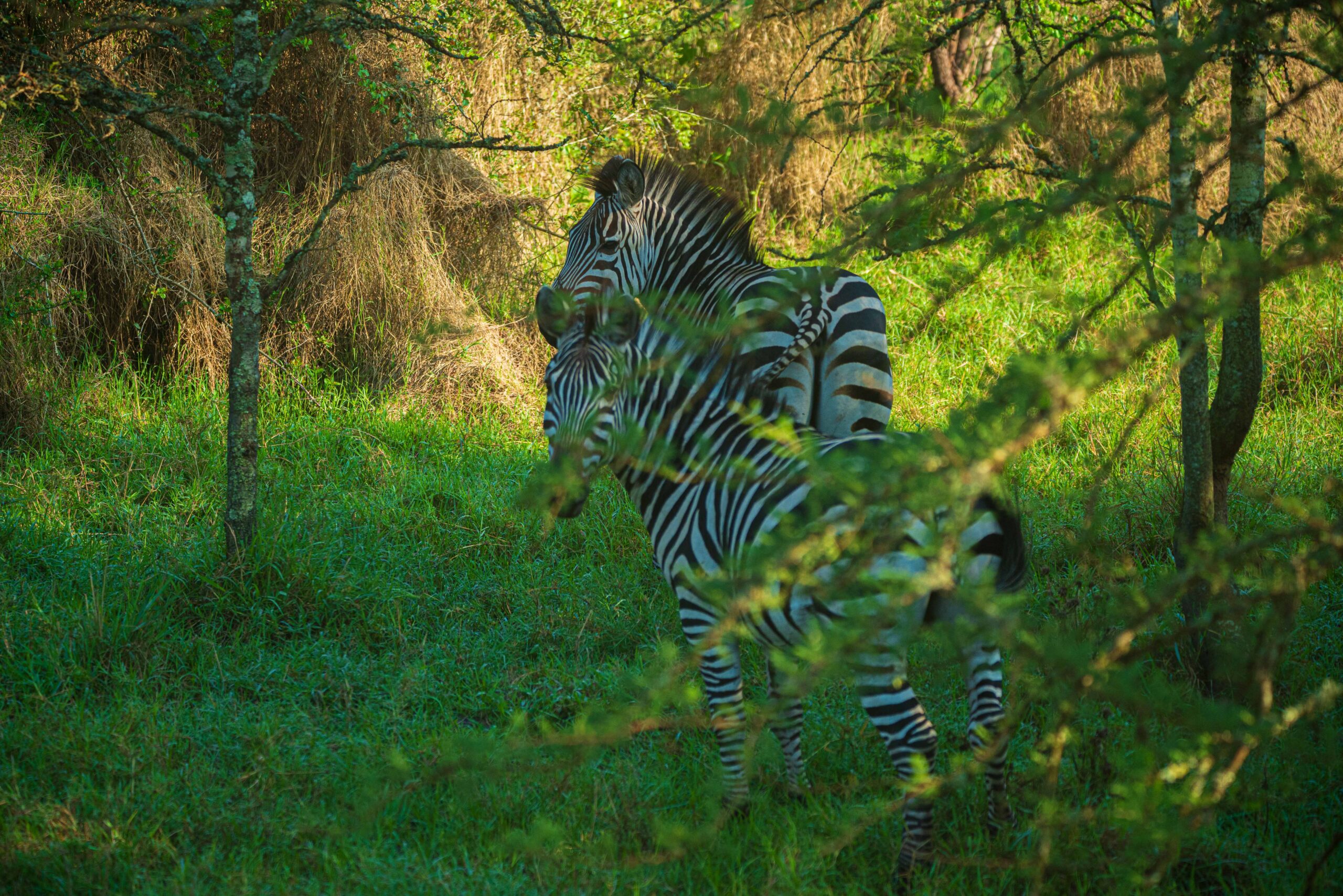Understanding Animal Territories Explained reveals one of the most important yet often overlooked aspects of wildlife behavior on safari. Every animal—from large predators to small herbivores—operates within a defined space that influences how it feeds, breeds, and survives.
