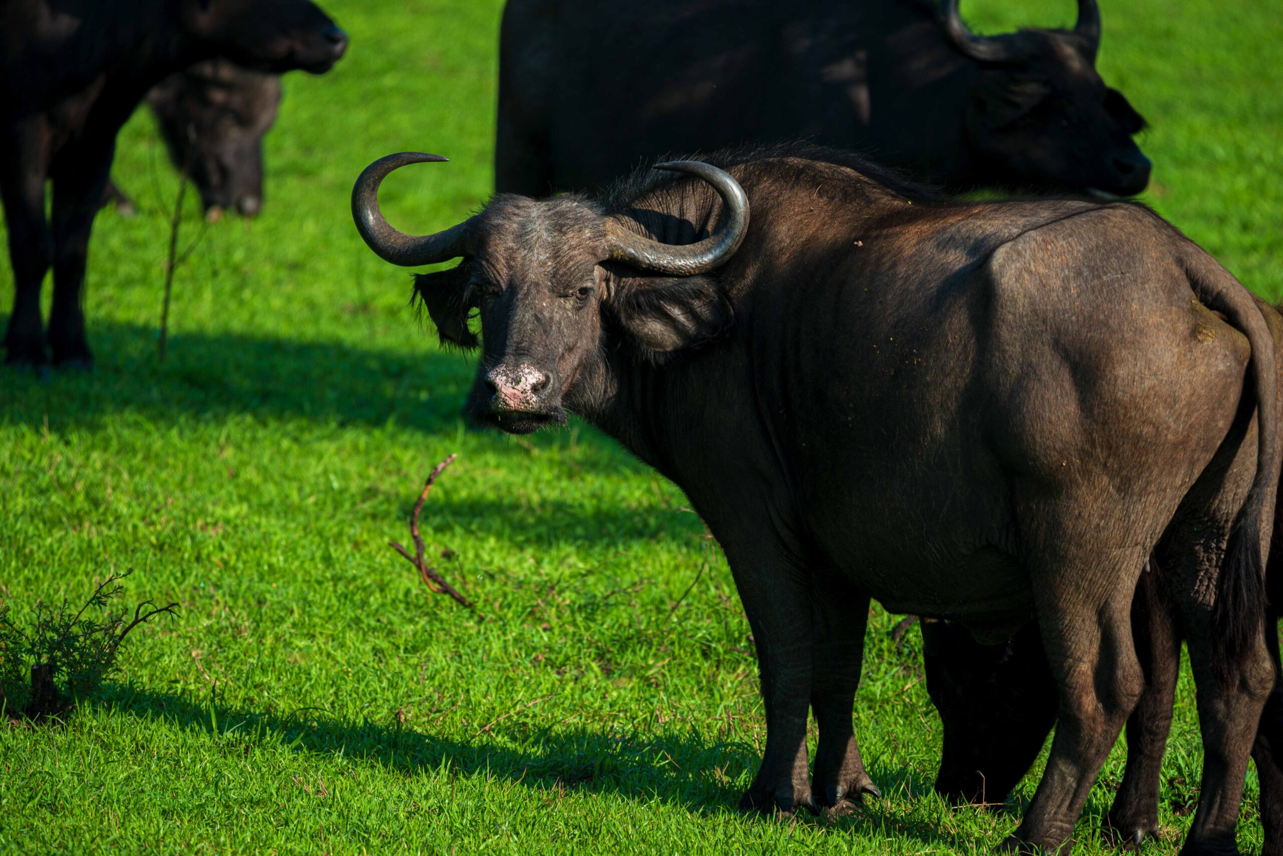 he landscapes encountered in a Tanzania vs Namibia Safari Experience are among the most defining differences between the two destinations. Each country offers a distinct visual identity that shapes how travelers perceive and remember their journey.
