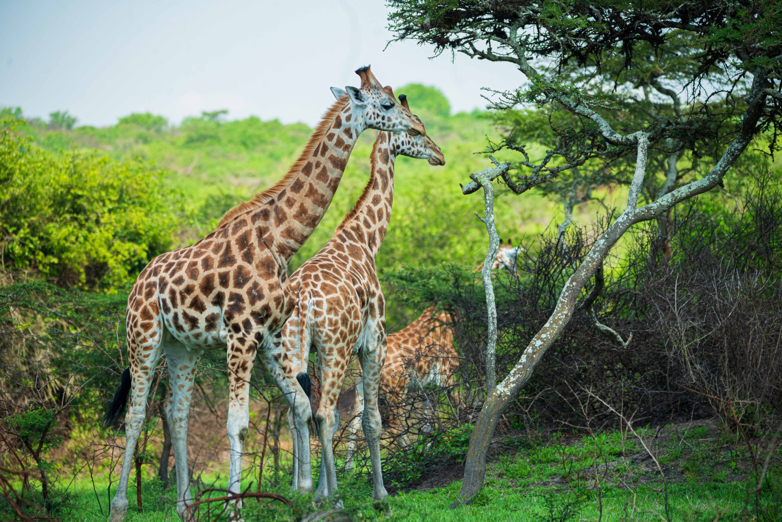 Rather than rushing from one highlight to another, you begin to appreciate the entire experience—the space, the silence, and the rhythm of nature. 