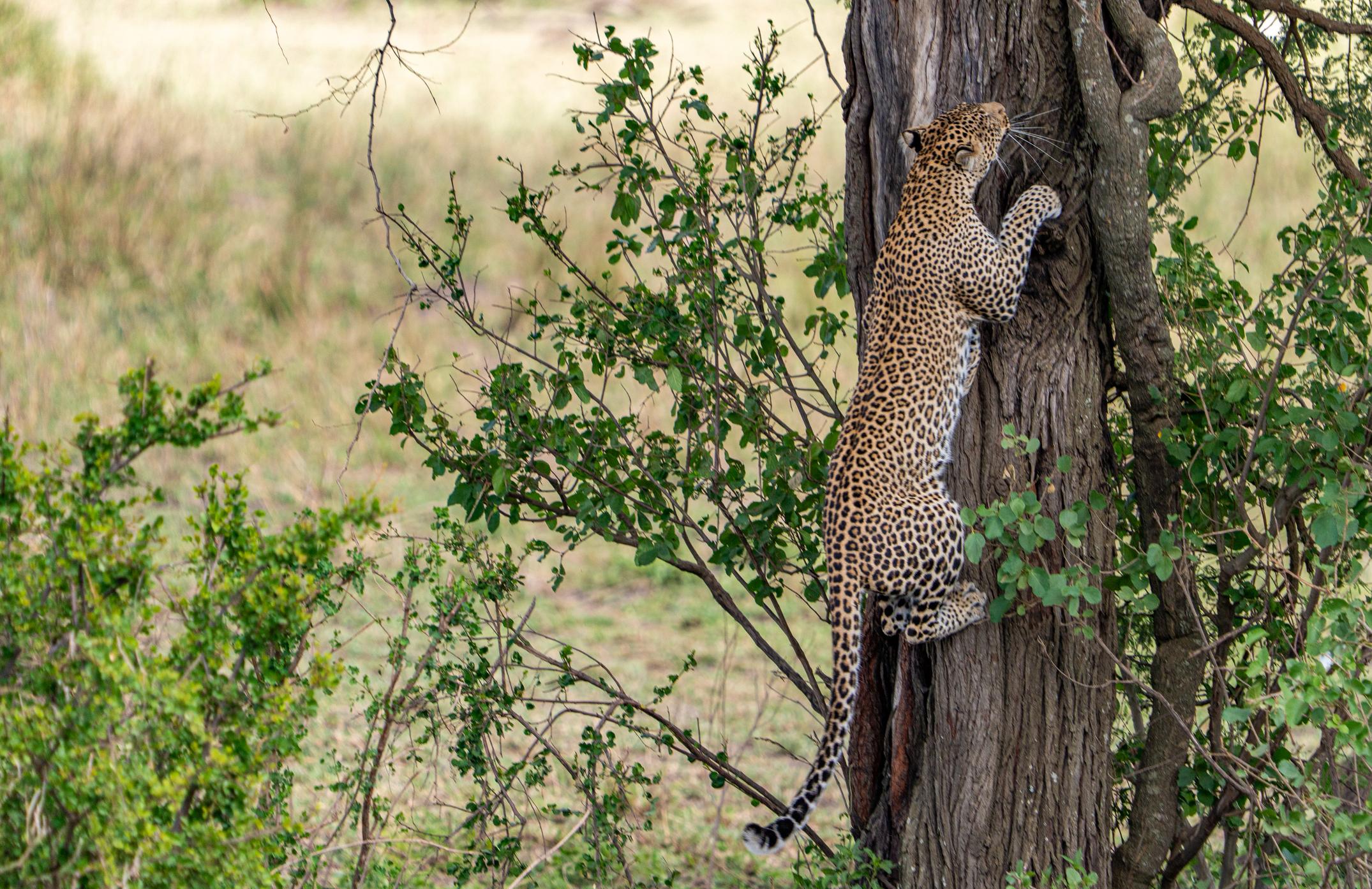 Another defining feature of Leopard Behavior Explained for Safari Travelers is their extraordinary climbing ability. Leopards are among the strongest and most agile climbers in the animal kingdom, and they use this skill as a key survival strategy.