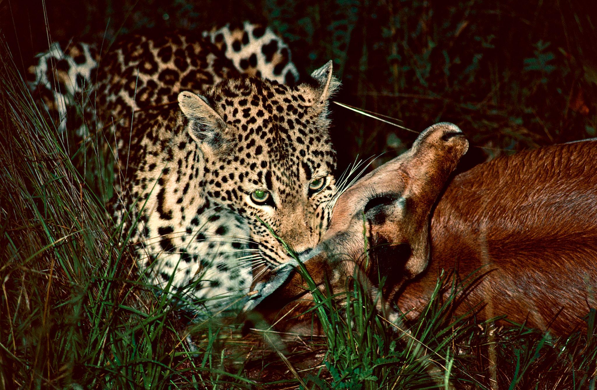 Understanding Predator vs Prey is at the heart of every authentic African safari experience. It represents the raw, unscripted interaction between hunters and the hunted—an ongoing story that shapes the rhythm of the wild.
