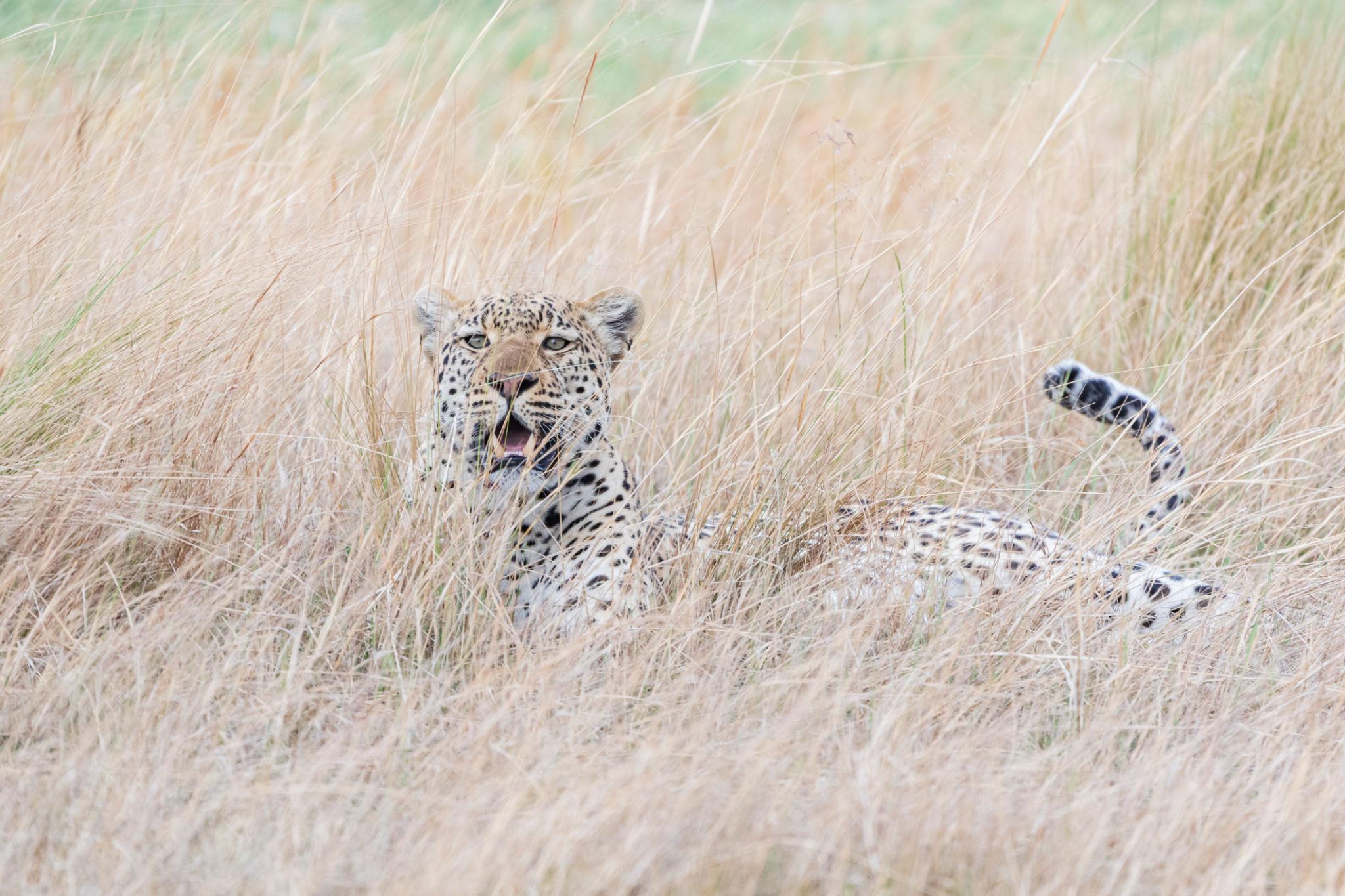 Hunting lies at the core of Leopard Behavior Explained for Safari Travelers, and it is here that their stealth and precision truly stand out. Unlike cheetahs, which rely on speed, or lions, which often hunt in groups, leopards depend on patience, silence, and surprise.