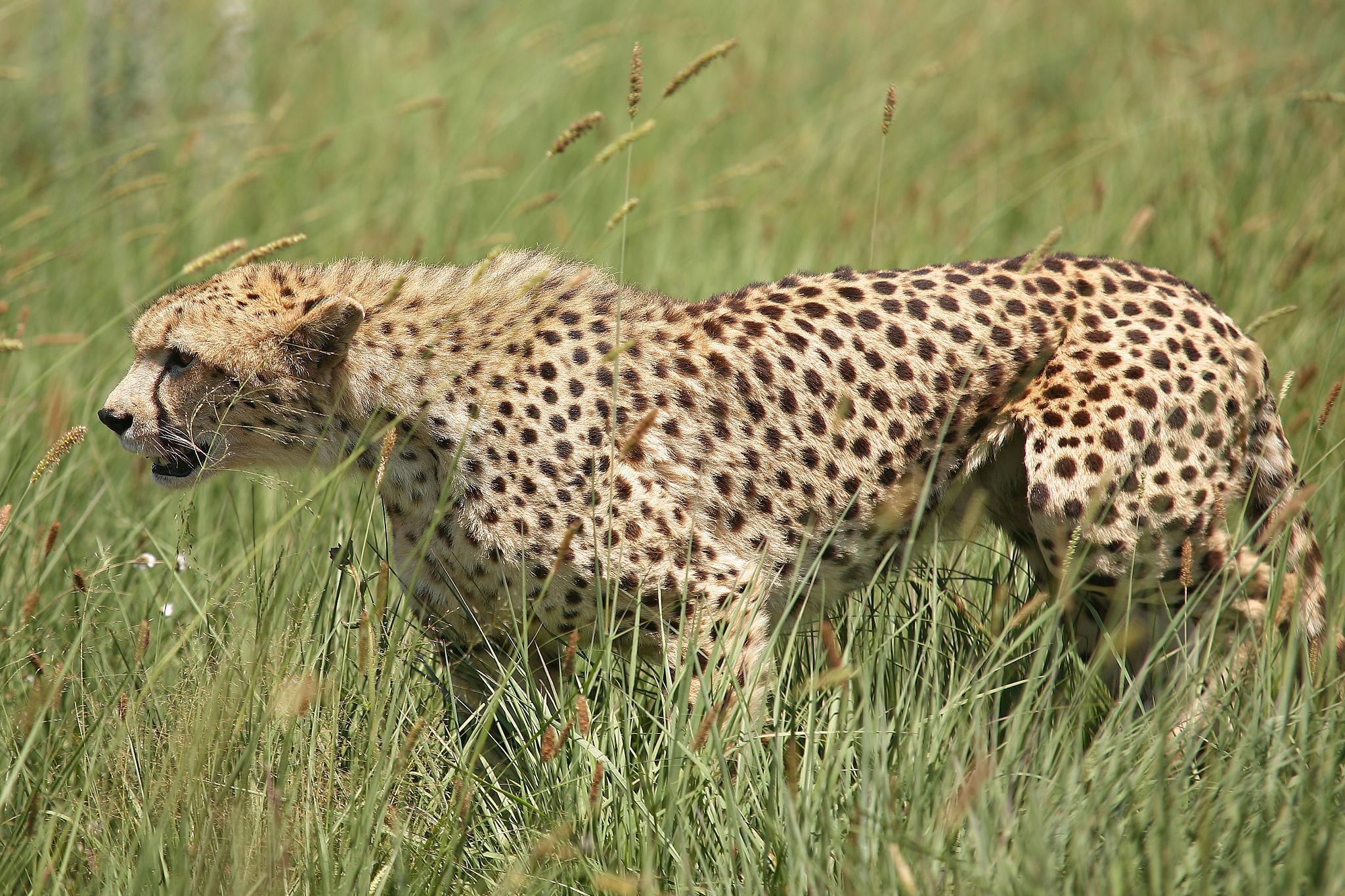 In summary, Leopard Behavior Explained for Safari Travelers reveals a predator perfectly adapted to survive through stealth, strength, and intelligence. Every aspect of a leopard’s behavior—from its solitary nature to its climbing ability and hunting strategy—serves a specific purpose in ensuring its survival.