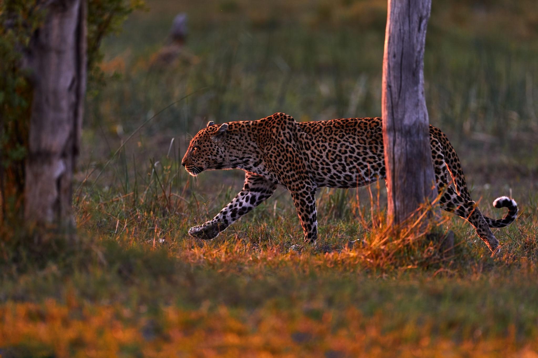 A major reason leopards are rarely seen is their activity pattern, which is central to understanding Leopard Behavior Explained for Safari Travelers. Leopards are primarily nocturnal, meaning they are most active during the night when conditions favor their hunting style.