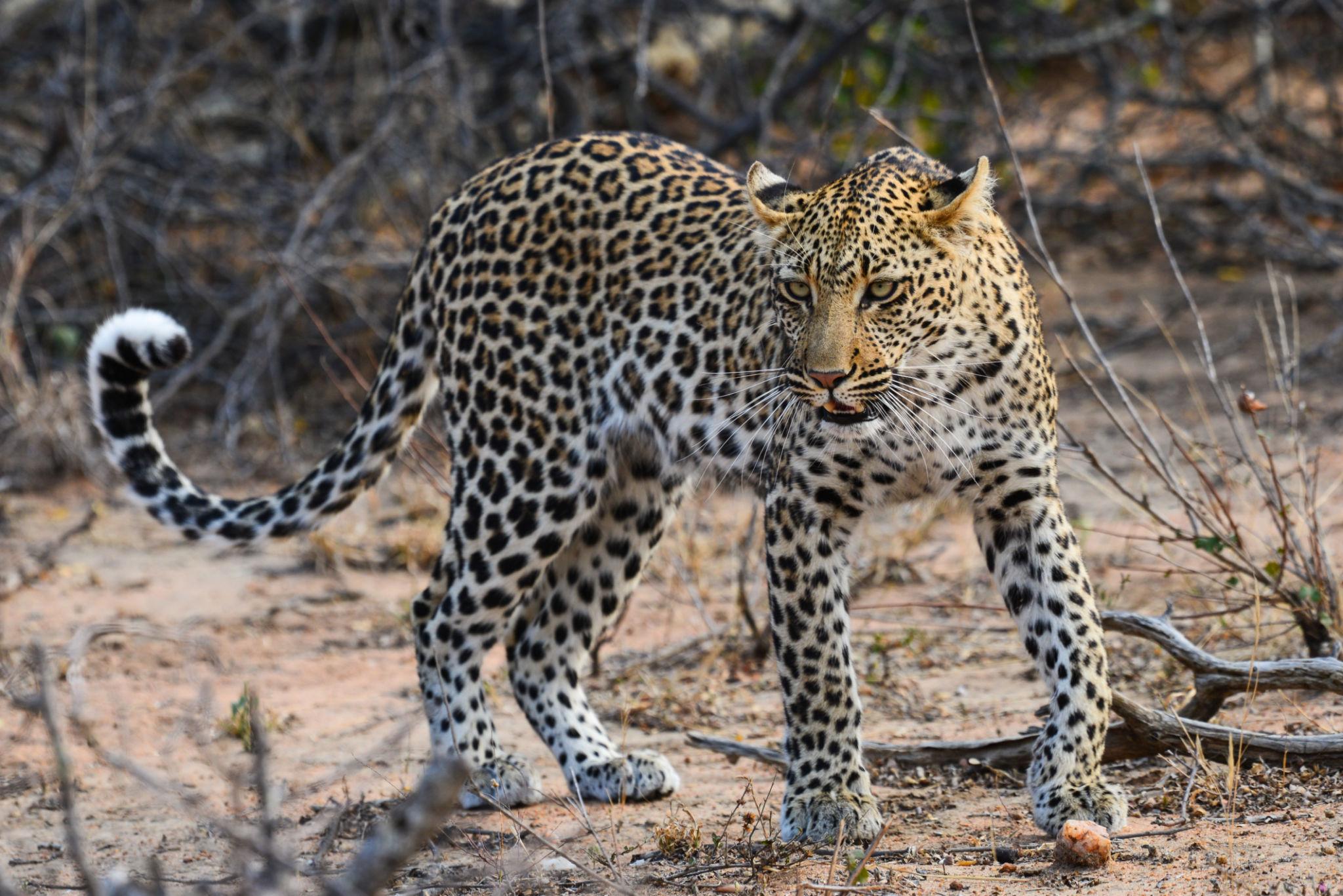 Although leopards are solitary animals, communication remains an important part of Leopard Behavior Explained for Safari Travelers. Instead of direct interaction, they rely on indirect methods to send messages and establish boundaries.