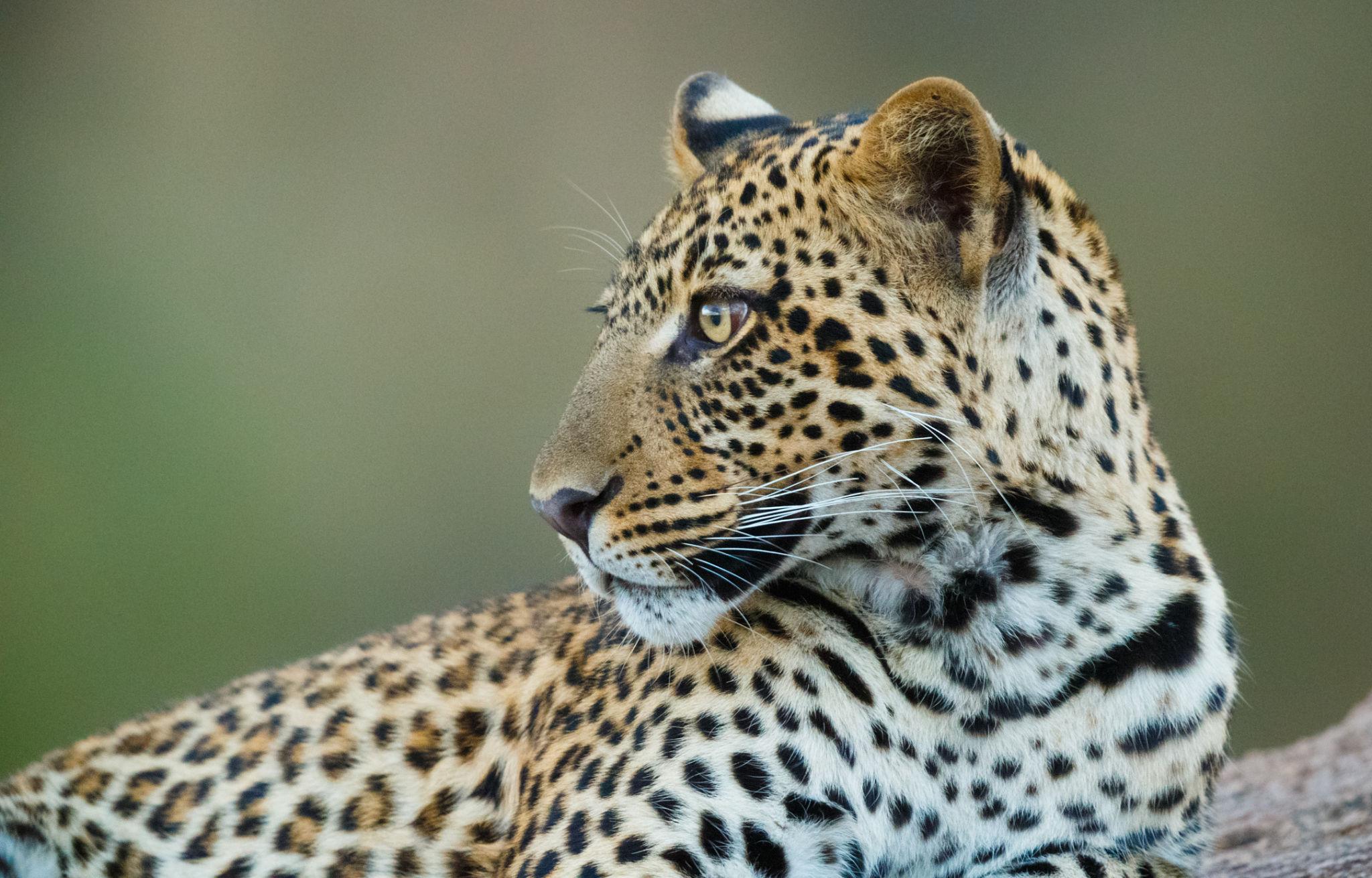 Big cats are among the most sought-after animals in Rare Wildlife Sightings in East Africa, yet they are also some of the hardest to find. 