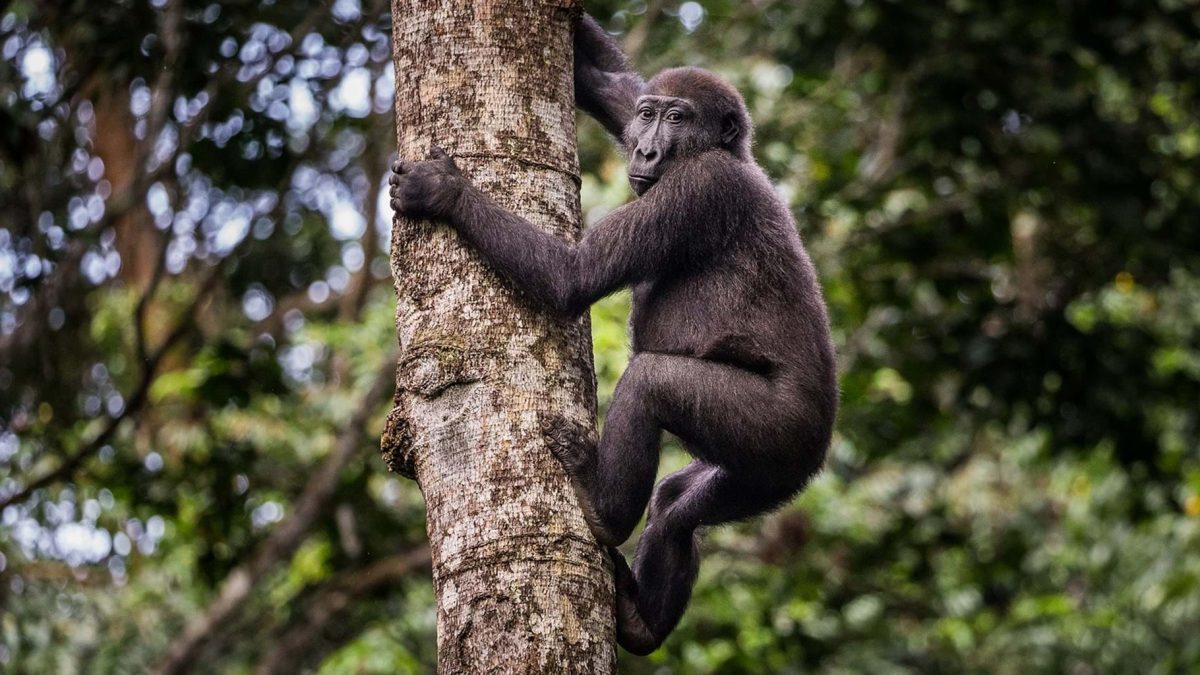 Western lowland Gorilla trek in Lesio Louna Reserve -Pieland Gorilla Safaris
