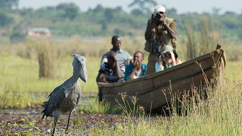 For bird enthusiasts, Mabamba Swamp is one of the most rewarding Hidden Gems in Uganda Beyond National Parks.