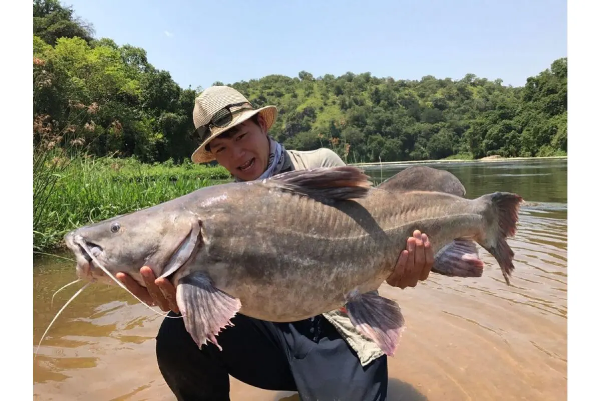 Nile Perch fish caught during Uganda Fishing Safari