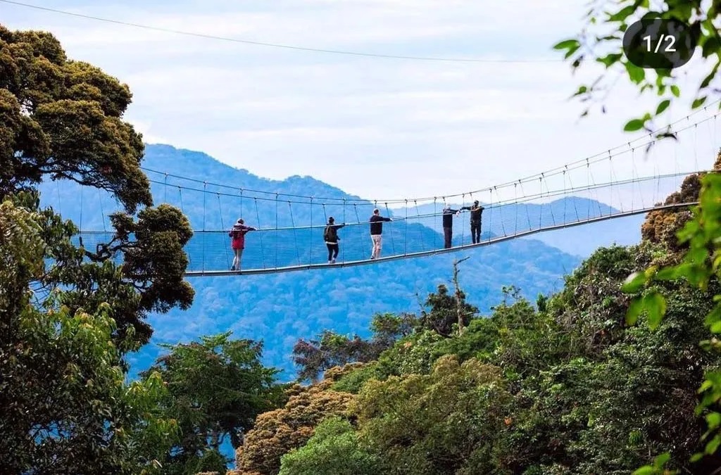 The Nyungwe Forest Canopy Walk is not just a single activity but a complete guided experience that begins long before you step onto the bridge.