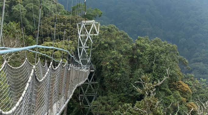 The Nyungwe Forest Canopy Walk is a suspended bridge system built high above the dense rainforest of Nyungwe Forest National Park, designed to offer visitors a rare aerial perspective of one of Africa’s oldest ecosystems.