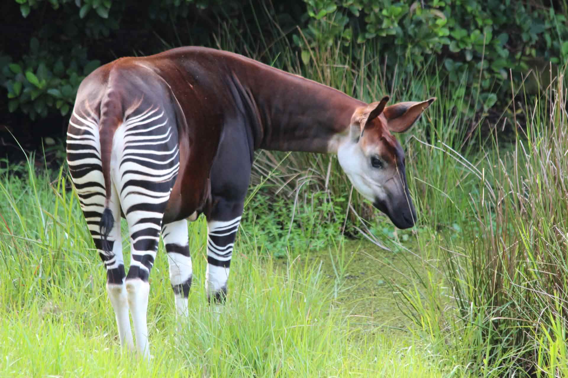 Okapi Game Reserve.