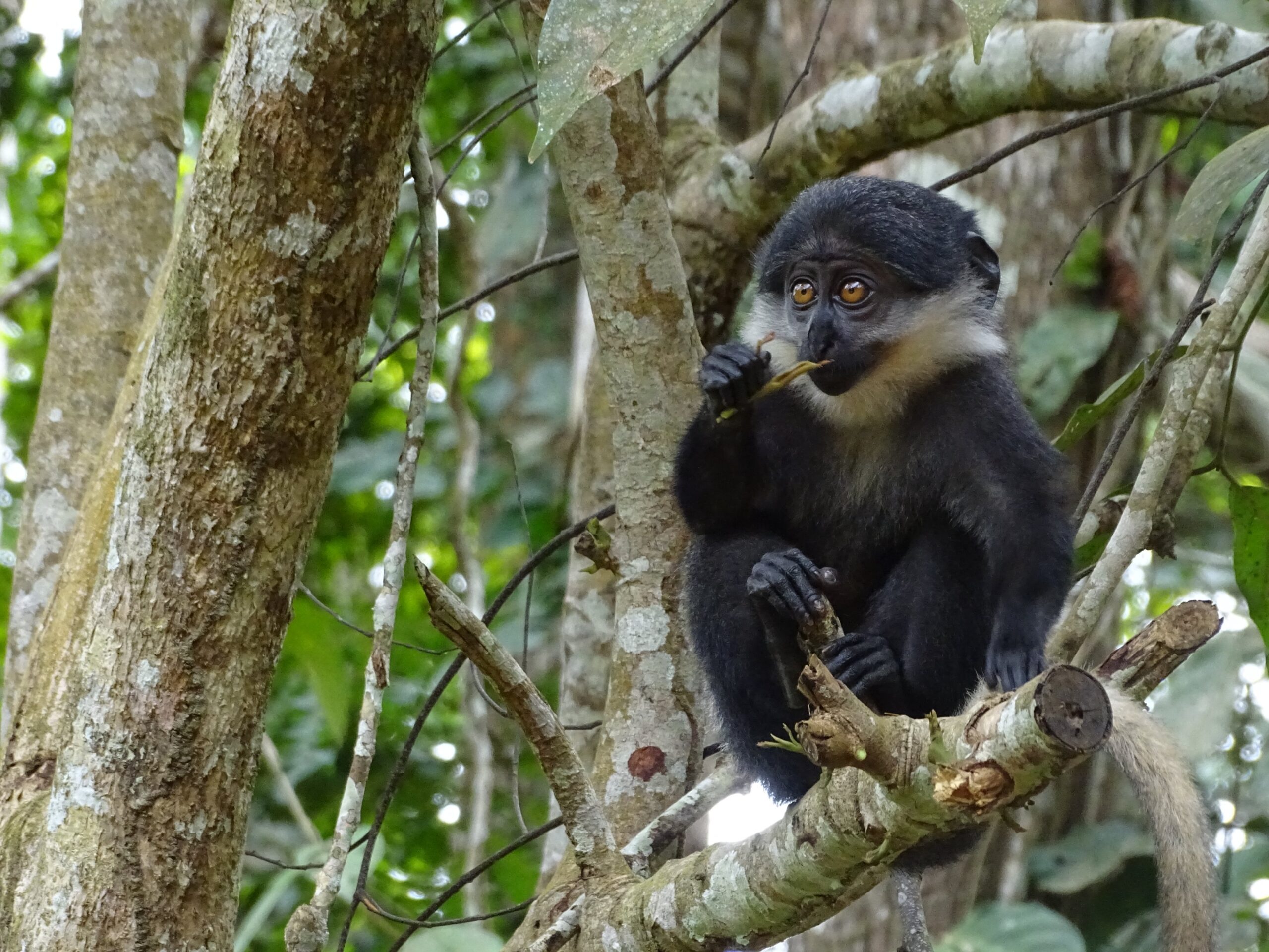 Okapi Wildlife Reserve offers other primate experiences in Congo