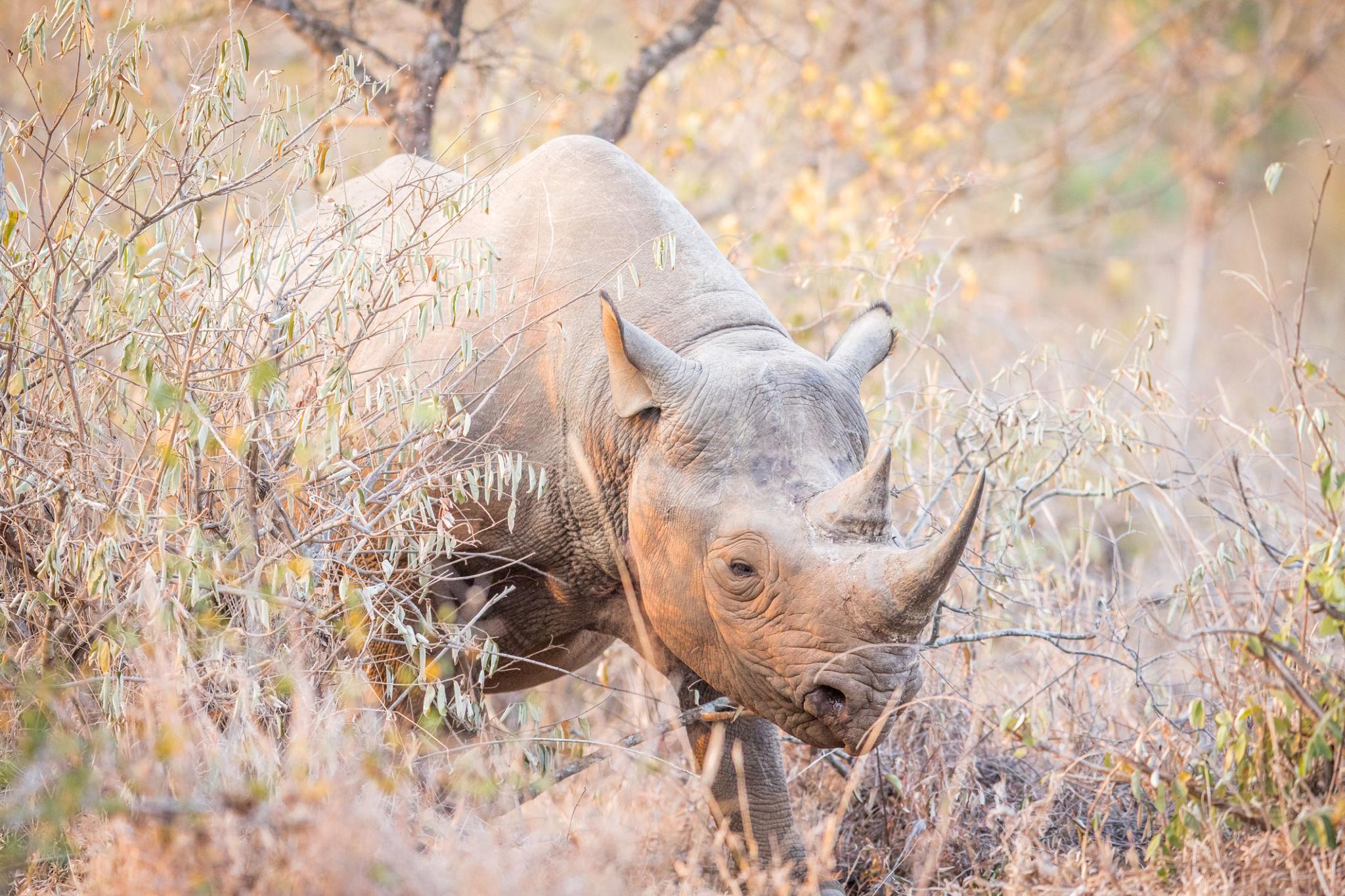 Another important factor behind Why You Rarely See Rhinos is their natural behavior. Rhinos, particularly black rhinos, are known for being solitary and highly private animals. Unlike species that move in large herds, rhinos often live alone or in very small groups, which reduces the chances of spotting them. 