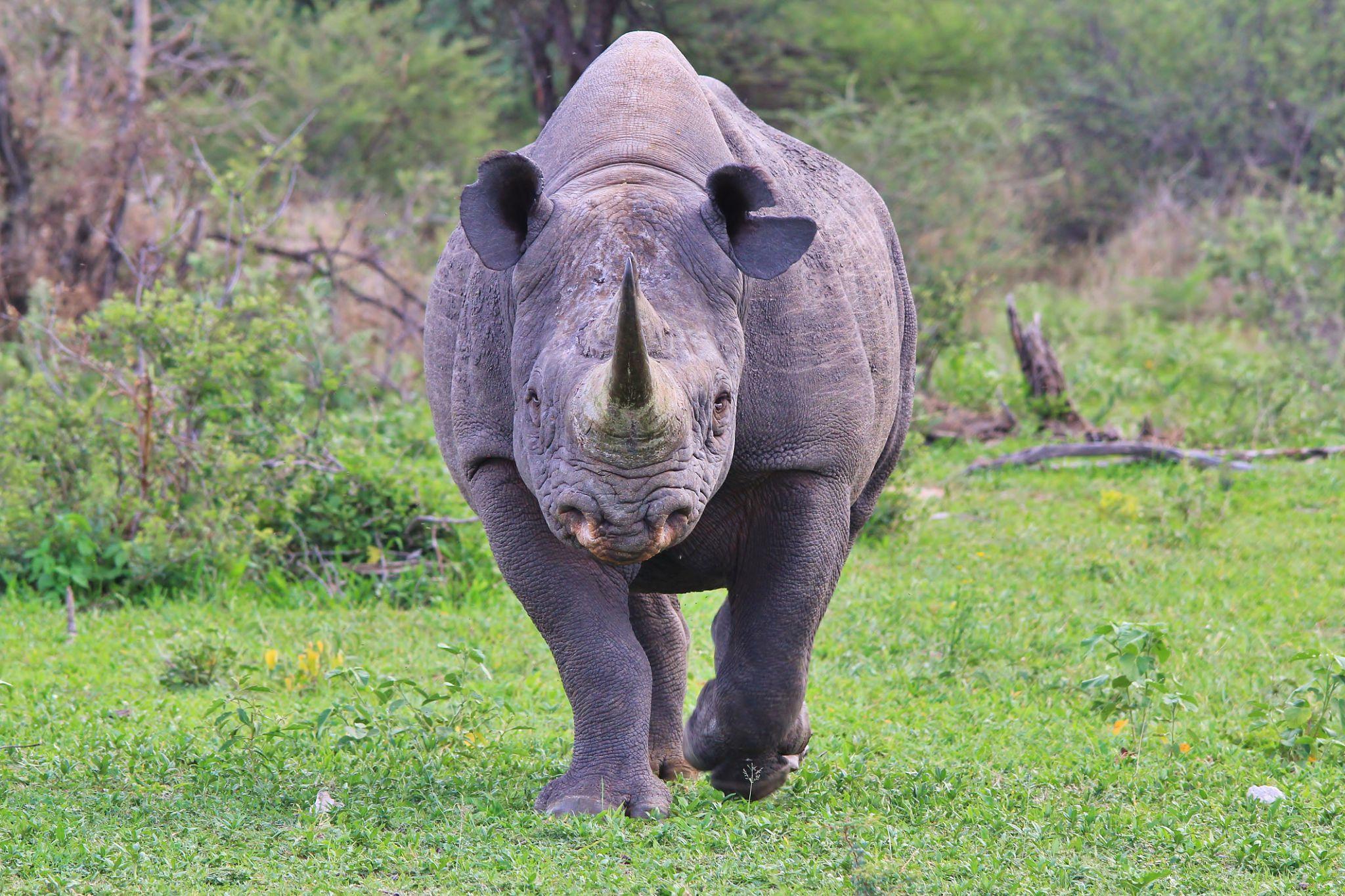 Understanding Why You Rarely See Rhinos is key to appreciating one of Africa’s most endangered and elusive animals. Rhinos are powerful, ancient creatures, yet spotting one in the wild is often considered a rare and special experience. 