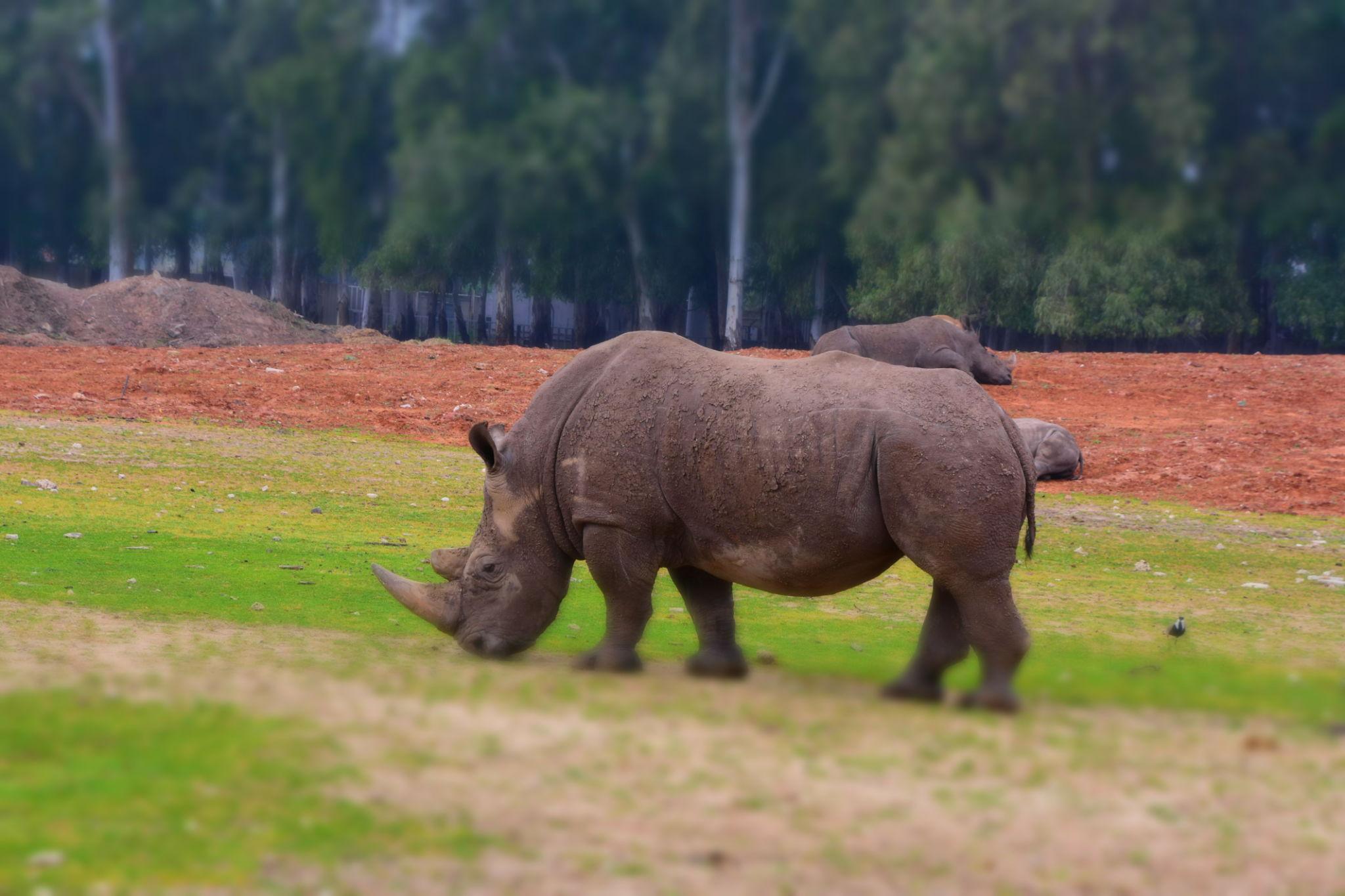 Rhinos are primarily endangered due to poaching and habitat loss. Their horns are highly valued on illegal markets, which has led to decades of intense hunting pressure. In addition, expanding human populations have reduced and fragmented their natural habitats, making survival more challenging. 