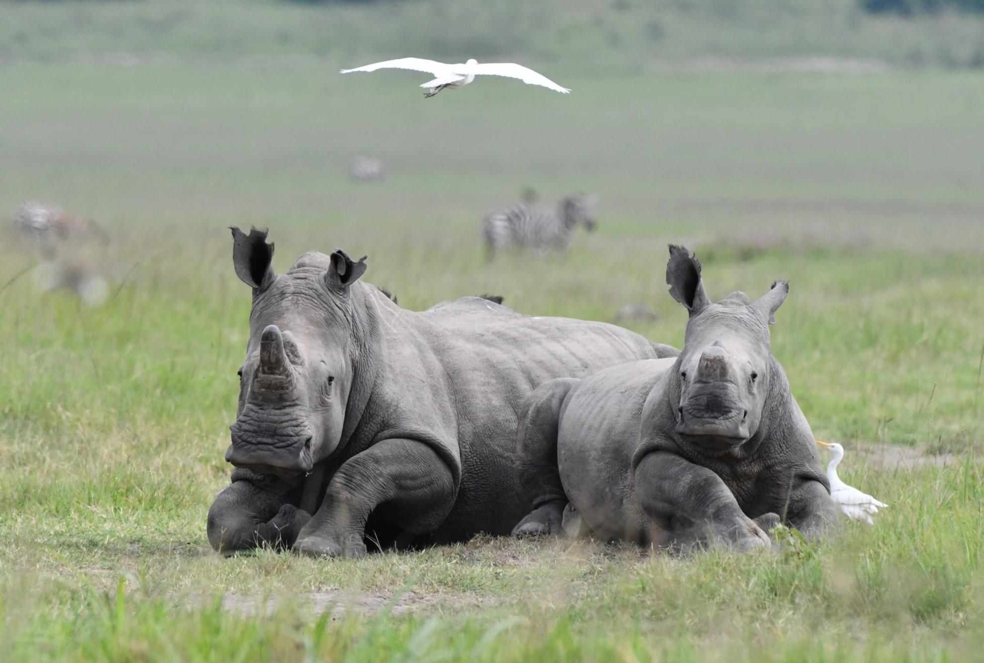 Habitat plays a major role in Why You Rarely See Rhinos, as these animals tend to favor environments that naturally limit visibility. 