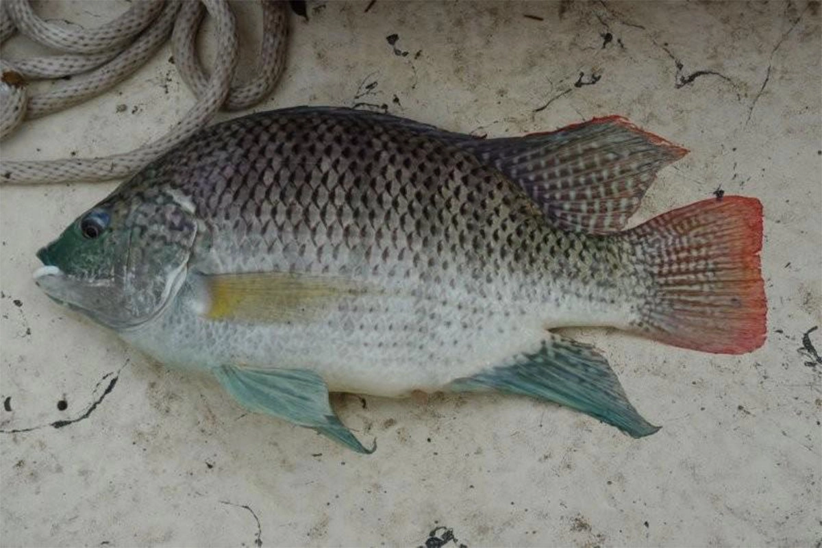 Tilapia Fish caught during Uganda Fishing Safari