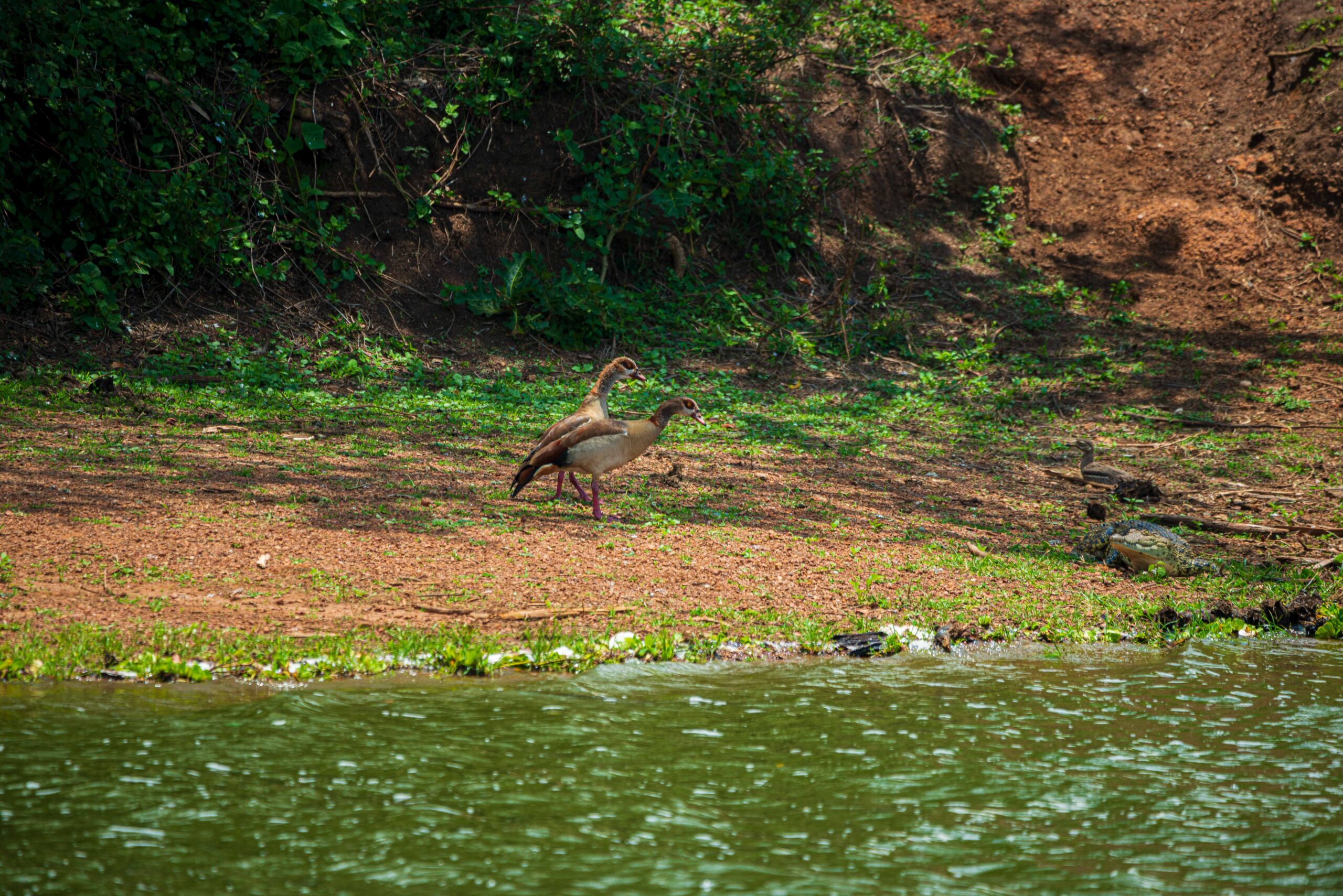 Frequently Asked Questions About The Sounds of Africa at Night