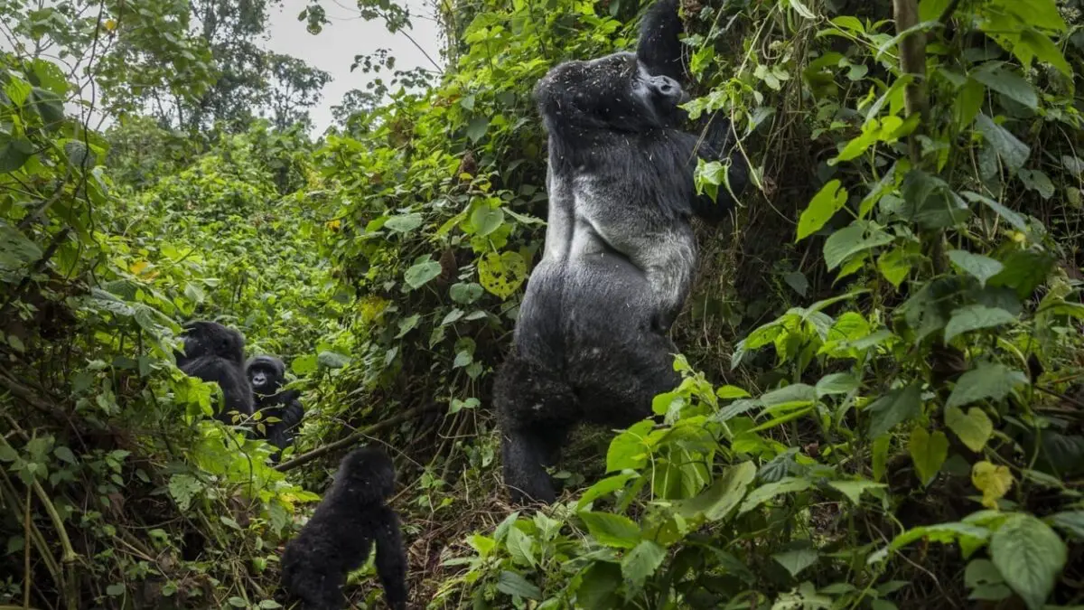The raw beauty of Congo in Virunga National Park suitable for Gorilla trekking