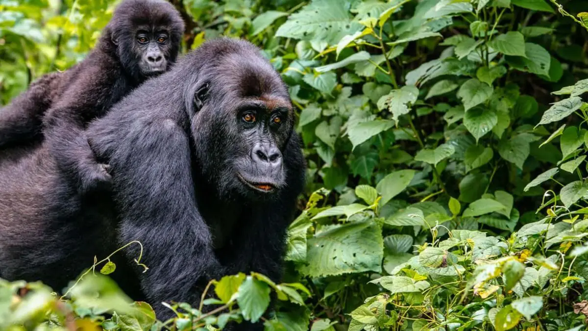 Virunga Mountain Gorilla Trekking with Pieland Gorilla Safaris