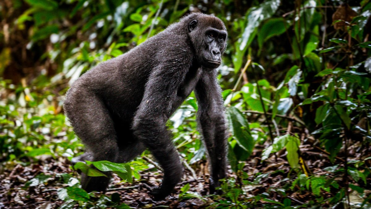 Western Lowland Gorilla in the Republic of Congo